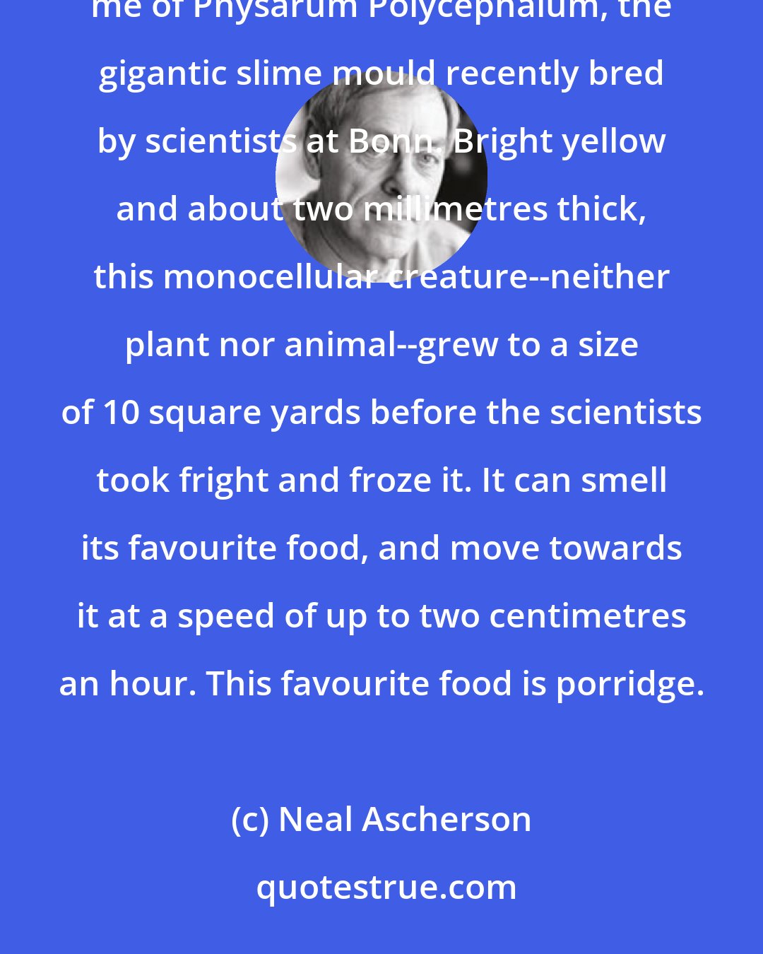 Neal Ascherson: English stupidity is an organism so primitive that it is apparently impossible to kill off. It reminds me of Physarum Polycephalum, the gigantic slime mould recently bred by scientists at Bonn. Bright yellow and about two millimetres thick, this monocellular creature--neither plant nor animal--grew to a size of 10 square yards before the scientists took fright and froze it. It can smell its favourite food, and move towards it at a speed of up to two centimetres an hour. This favourite food is porridge.