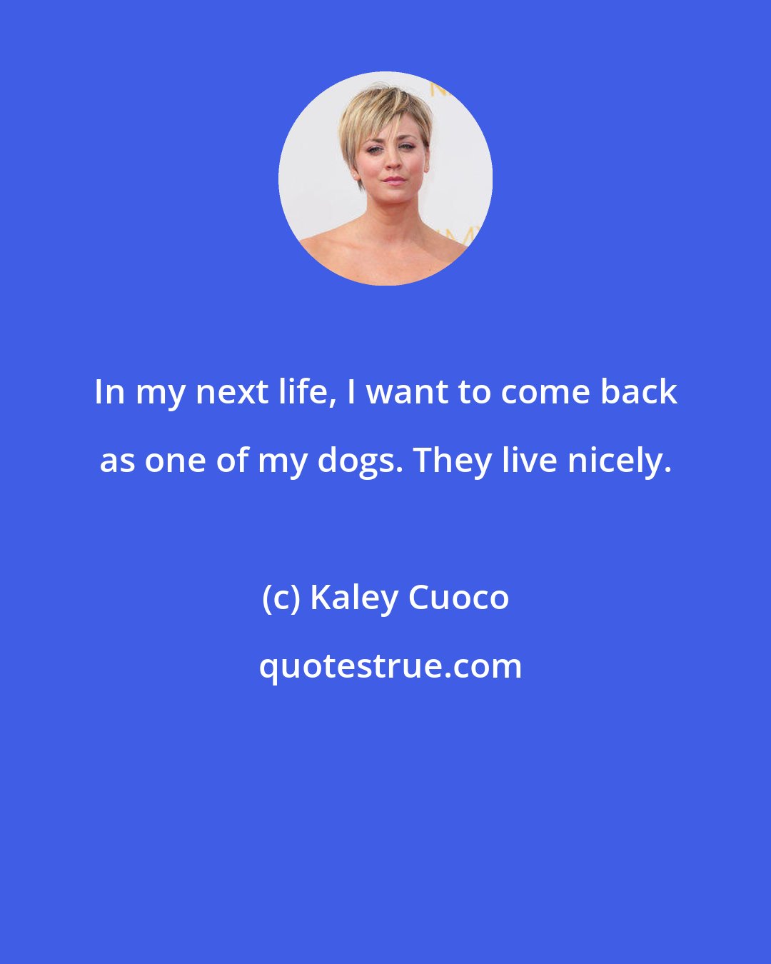Kaley Cuoco: In my next life, I want to come back as one of my dogs. They live nicely.