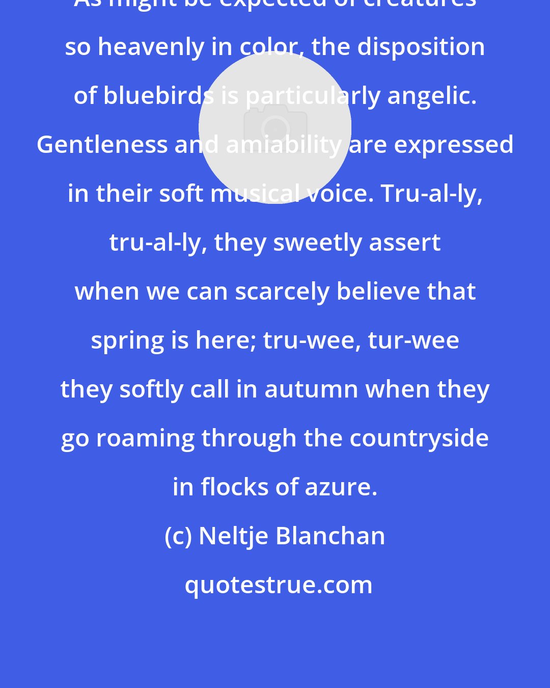 Neltje Blanchan: As might be expected of creatures so heavenly in color, the disposition of bluebirds is particularly angelic. Gentleness and amiability are expressed in their soft musical voice. Tru-al-ly, tru-al-ly, they sweetly assert when we can scarcely believe that spring is here; tru-wee, tur-wee they softly call in autumn when they go roaming through the countryside in flocks of azure.