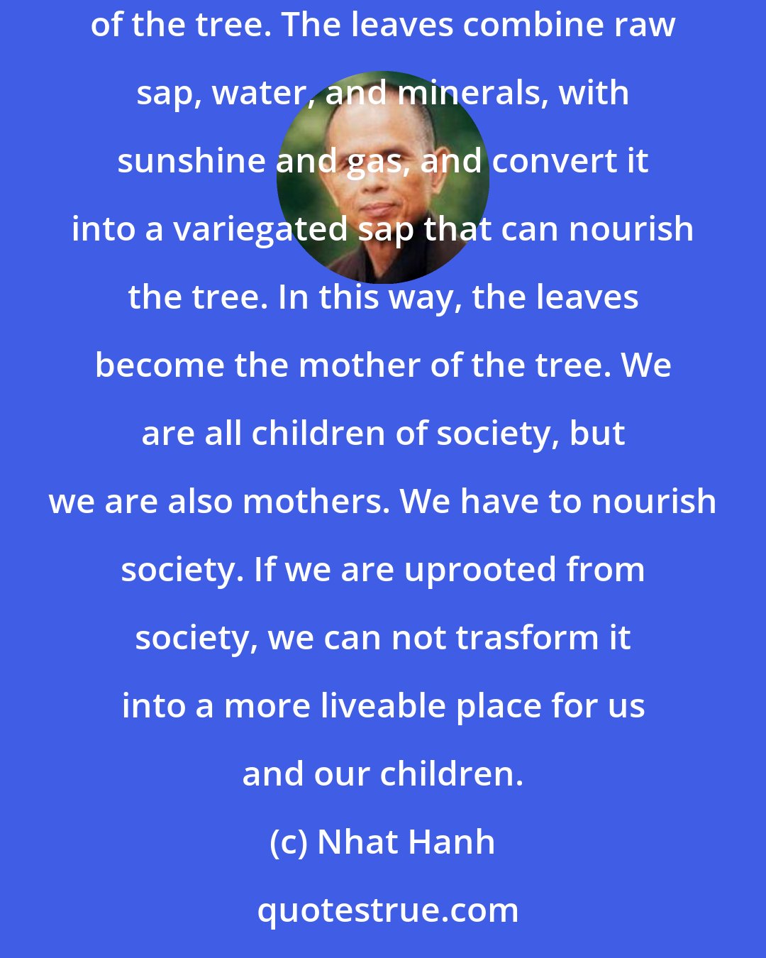 Nhat Hanh: Leaves are usually looked upon as the children of the tree. Yes, they are children of the tree, born from the tree, but they are also mothers of the tree. The leaves combine raw sap, water, and minerals, with sunshine and gas, and convert it into a variegated sap that can nourish the tree. In this way, the leaves become the mother of the tree. We are all children of society, but we are also mothers. We have to nourish society. If we are uprooted from society, we can not trasform it into a more liveable place for us and our children.