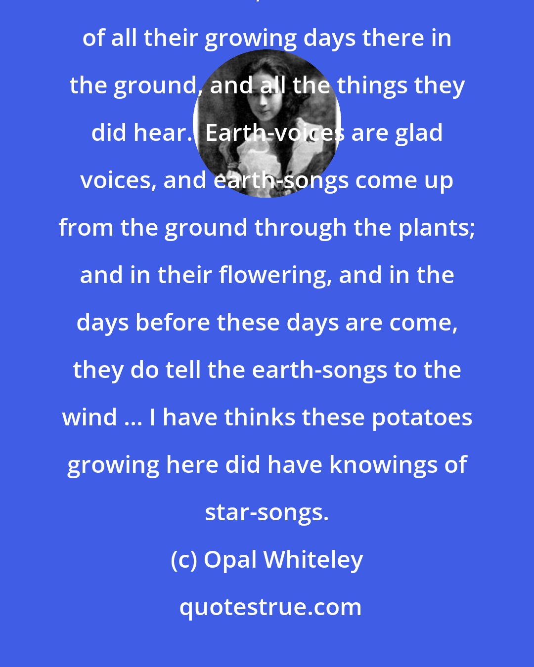 Opal Whiteley: And all the times I was picking up potatoes, I did have conversations with them.  Too, I did have thinks of all their growing days there in the ground, and all the things they did hear.  Earth-voices are glad voices, and earth-songs come up from the ground through the plants; and in their flowering, and in the days before these days are come, they do tell the earth-songs to the wind ... I have thinks these potatoes growing here did have knowings of star-songs.