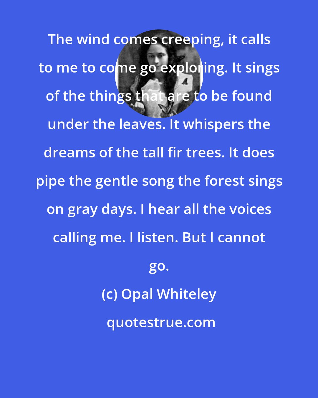 Opal Whiteley: The wind comes creeping, it calls to me to come go exploring. It sings of the things that are to be found under the leaves. It whispers the dreams of the tall fir trees. It does pipe the gentle song the forest sings on gray days. I hear all the voices calling me. I listen. But I cannot go.