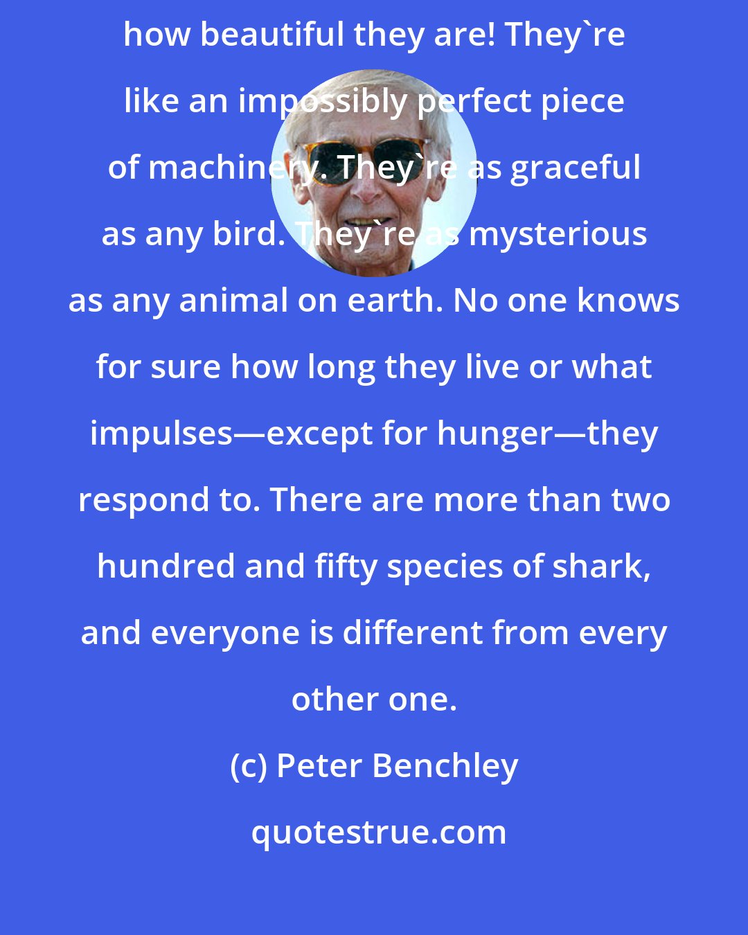 Peter Benchley: Sharks have everything a scientist dreams of. They're beautiful―God, how beautiful they are! They're like an impossibly perfect piece of machinery. They're as graceful as any bird. They're as mysterious as any animal on earth. No one knows for sure how long they live or what impulses―except for hunger―they respond to. There are more than two hundred and fifty species of shark, and everyone is different from every other one.