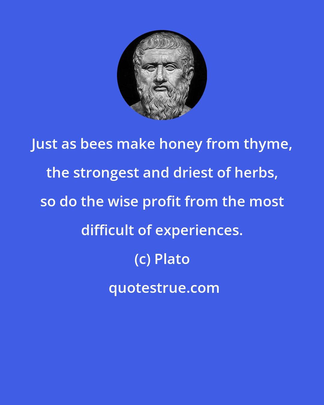 Plato: Just as bees make honey from thyme, the strongest and driest of herbs, so do the wise profit from the most difficult of experiences.