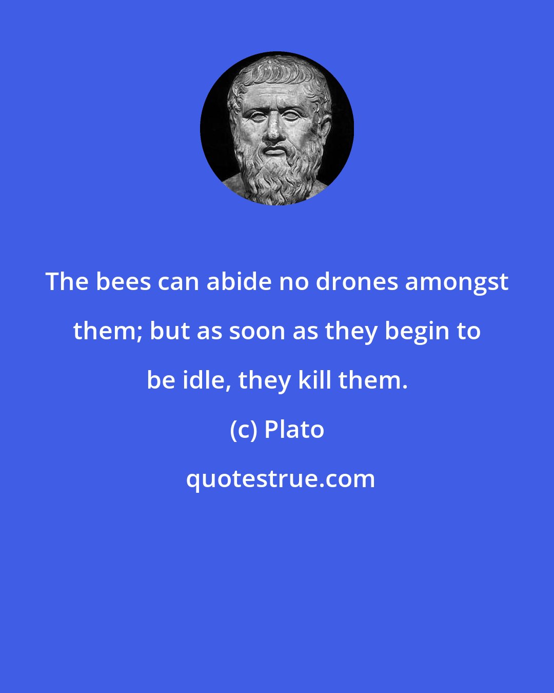 Plato: The bees can abide no drones amongst them; but as soon as they begin to be idle, they kill them.