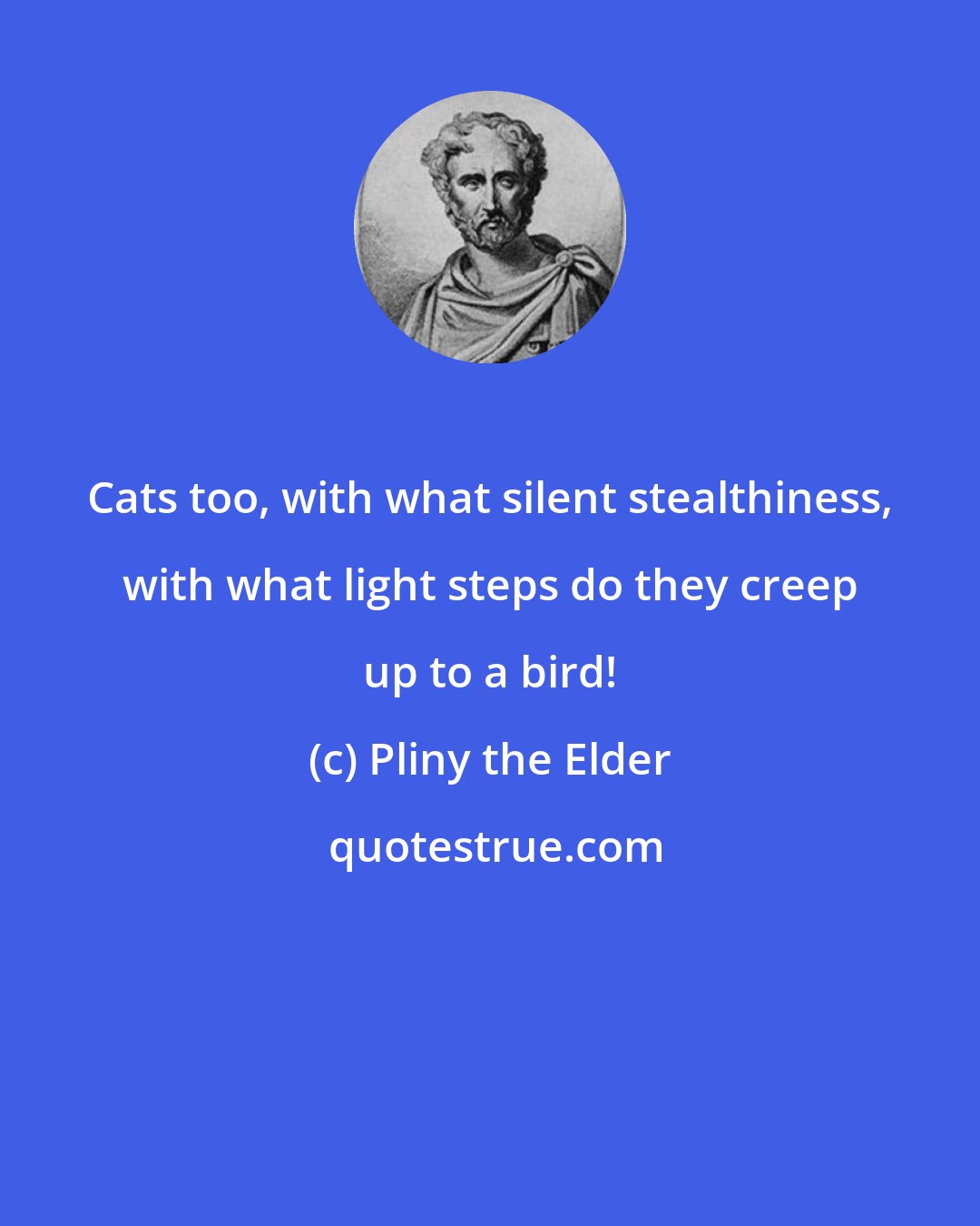 Pliny the Elder: Cats too, with what silent stealthiness, with what light steps do they creep up to a bird!