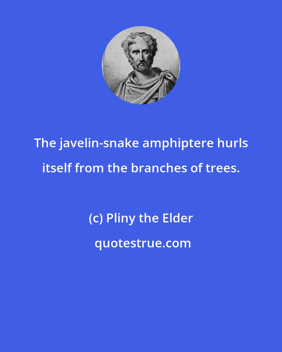 Pliny the Elder: The javelin-snake amphiptere hurls itself from the branches of trees.