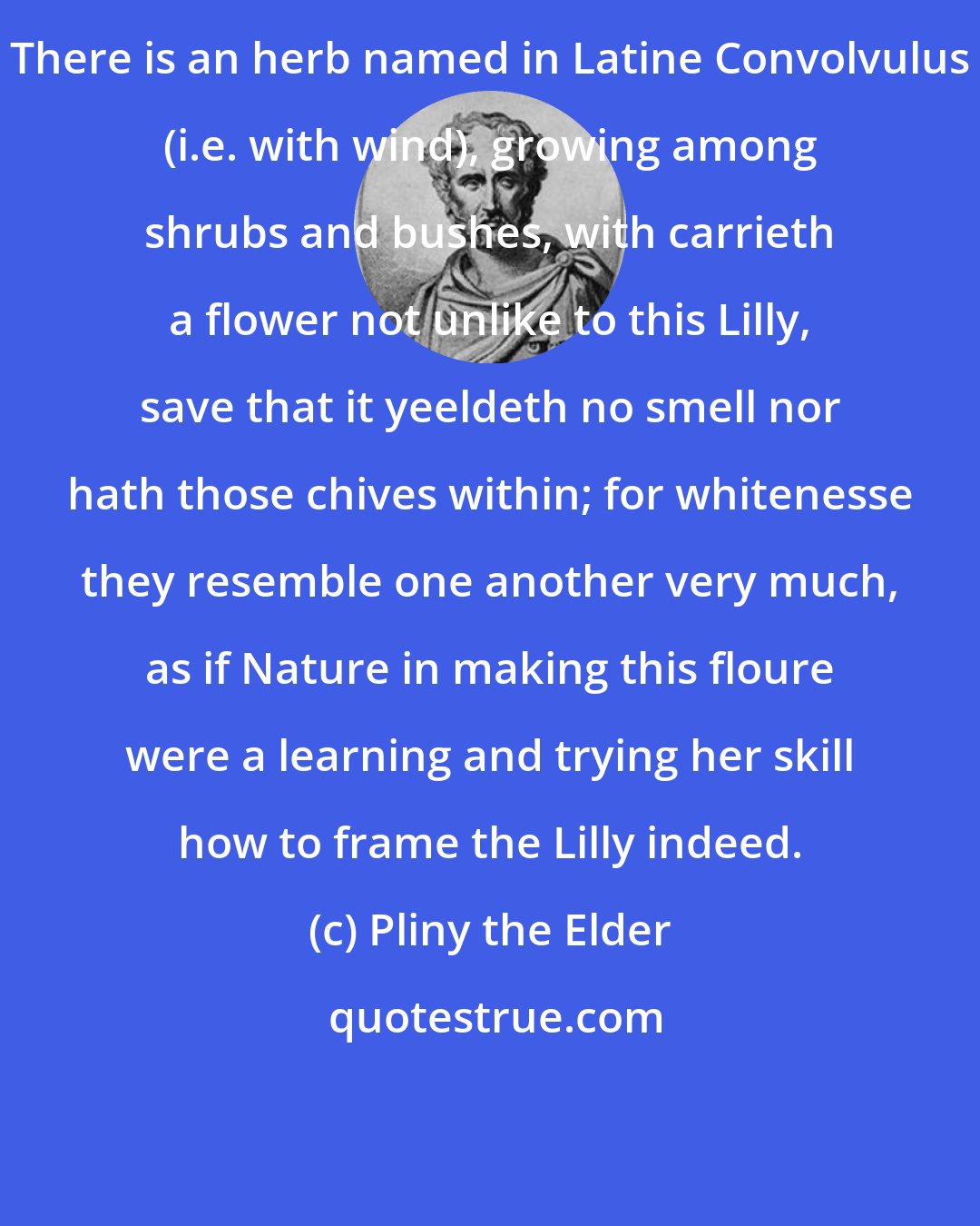 Pliny the Elder: There is an herb named in Latine Convolvulus (i.e. with wind), growing among shrubs and bushes, with carrieth a flower not unlike to this Lilly, save that it yeeldeth no smell nor hath those chives within; for whitenesse they resemble one another very much, as if Nature in making this floure were a learning and trying her skill how to frame the Lilly indeed.