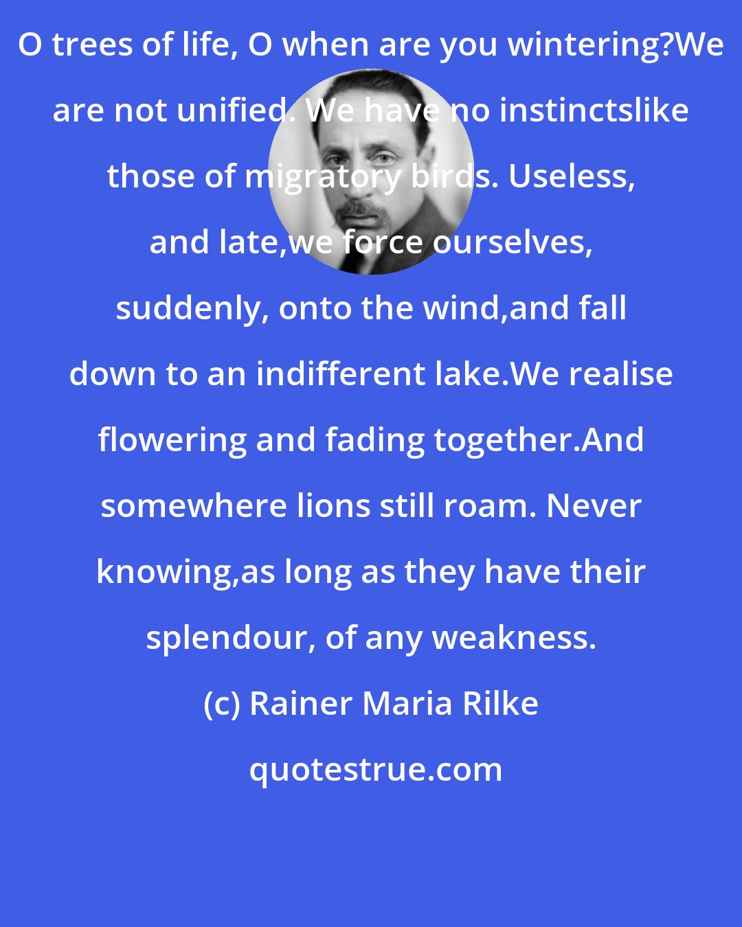 Rainer Maria Rilke: O trees of life, O when are you wintering?We are not unified. We have no instinctslike those of migratory birds. Useless, and late,we force ourselves, suddenly, onto the wind,and fall down to an indifferent lake.We realise flowering and fading together.And somewhere lions still roam. Never knowing,as long as they have their splendour, of any weakness.