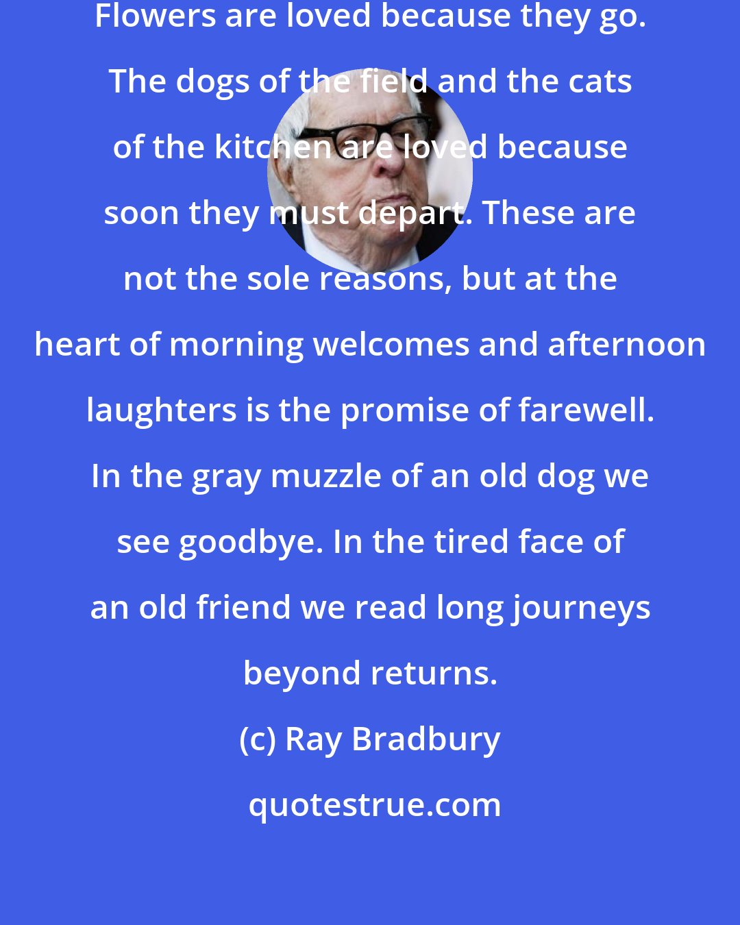 Ray Bradbury: Sunsets are loved because they vanish. Flowers are loved because they go. The dogs of the field and the cats of the kitchen are loved because soon they must depart. These are not the sole reasons, but at the heart of morning welcomes and afternoon laughters is the promise of farewell. In the gray muzzle of an old dog we see goodbye. In the tired face of an old friend we read long journeys beyond returns.