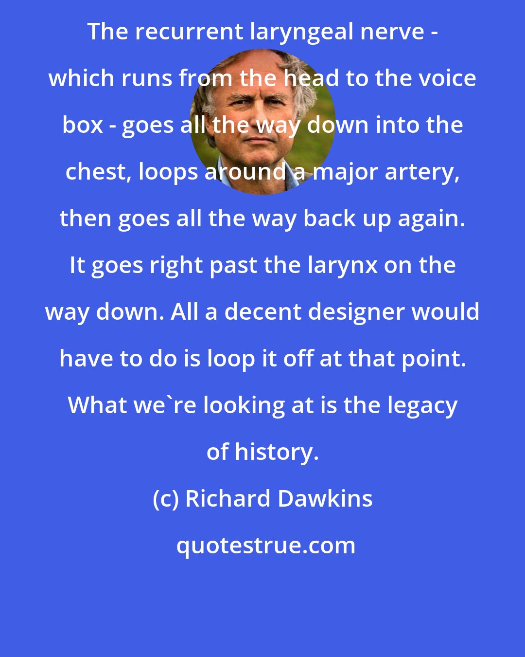 Richard Dawkins: The recurrent laryngeal nerve - which runs from the head to the voice box - goes all the way down into the chest, loops around a major artery, then goes all the way back up again. It goes right past the larynx on the way down. All a decent designer would have to do is loop it off at that point. What we're looking at is the legacy of history.