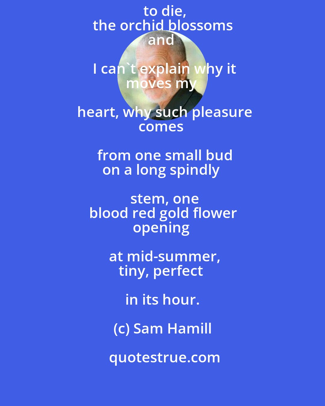 Sam Hamill: Just as I wonder
whether it's going to die,
the orchid blossoms
and I can't explain why it
moves my heart, why such pleasure
comes from one small bud
on a long spindly stem, one
blood red gold flower
opening at mid-summer,
tiny, perfect in its hour.