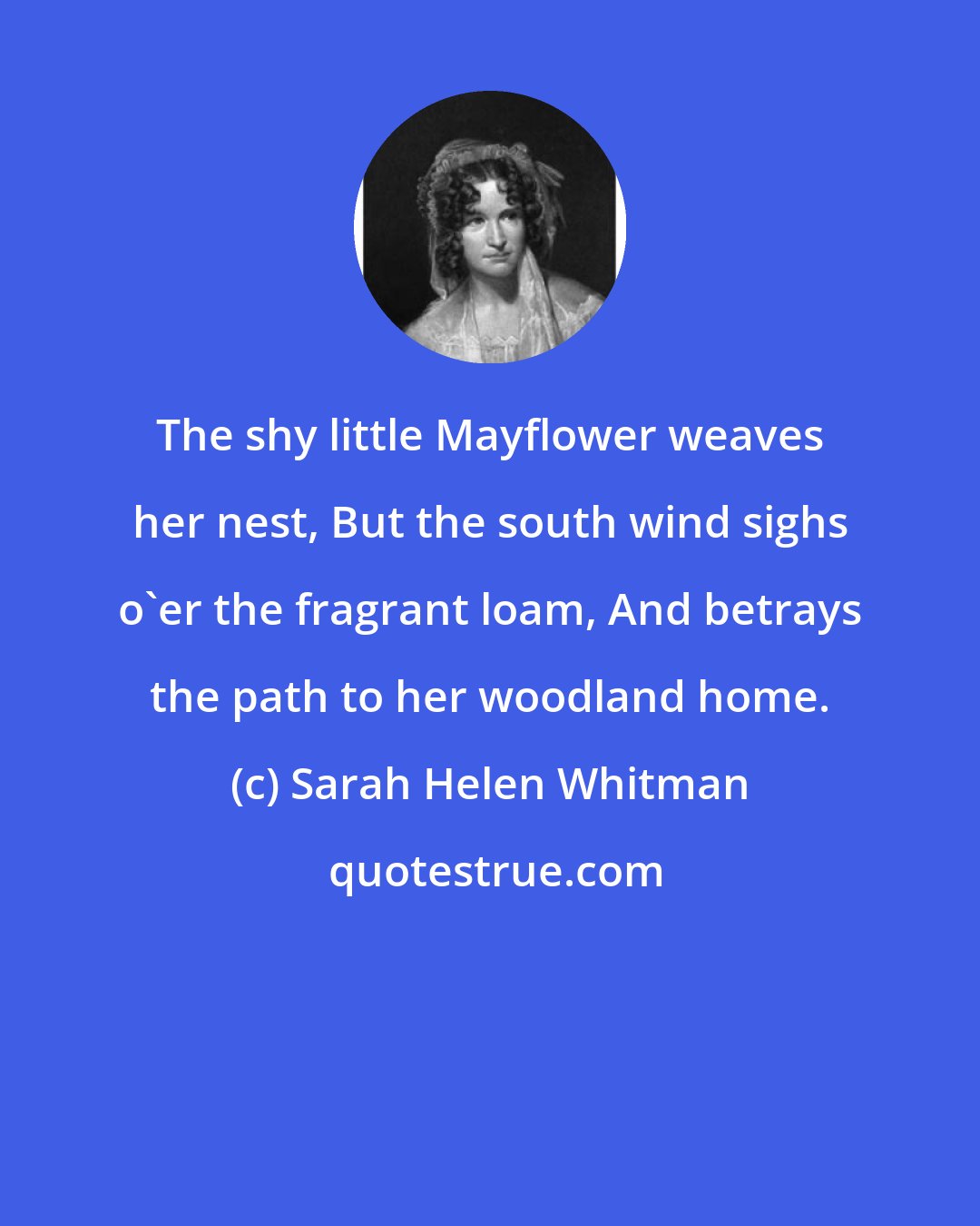 Sarah Helen Whitman: The shy little Mayflower weaves her nest, But the south wind sighs o'er the fragrant loam, And betrays the path to her woodland home.