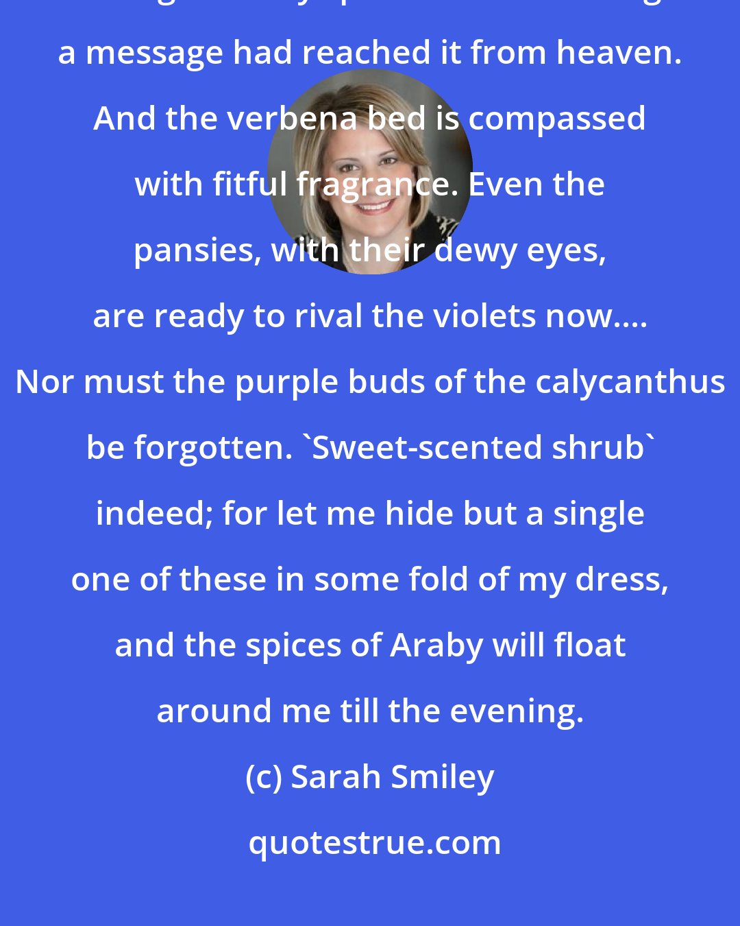 Sarah Smiley: And then the rose-border. What intensity in those odorous buds of the Bon Silene, making the very spirit bound as though a message had reached it from heaven. And the verbena bed is compassed with fitful fragrance. Even the pansies, with their dewy eyes, are ready to rival the violets now.... Nor must the purple buds of the calycanthus be forgotten. 'Sweet-scented shrub' indeed; for let me hide but a single one of these in some fold of my dress, and the spices of Araby will float around me till the evening.