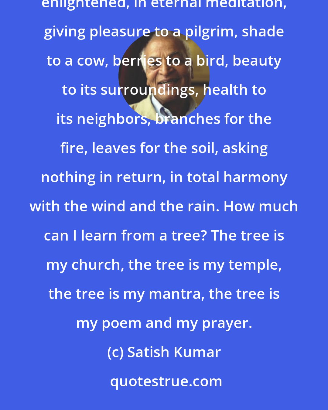 Satish Kumar: Sometimes I come across a tree which seems like Buddha or Jesus: loving, compassionate, still, unambitious, enlightened, in eternal meditation, giving pleasure to a pilgrim, shade to a cow, berries to a bird, beauty to its surroundings, health to its neighbors, branches for the fire, leaves for the soil, asking nothing in return, in total harmony with the wind and the rain. How much can I learn from a tree? The tree is my church, the tree is my temple, the tree is my mantra, the tree is my poem and my prayer.