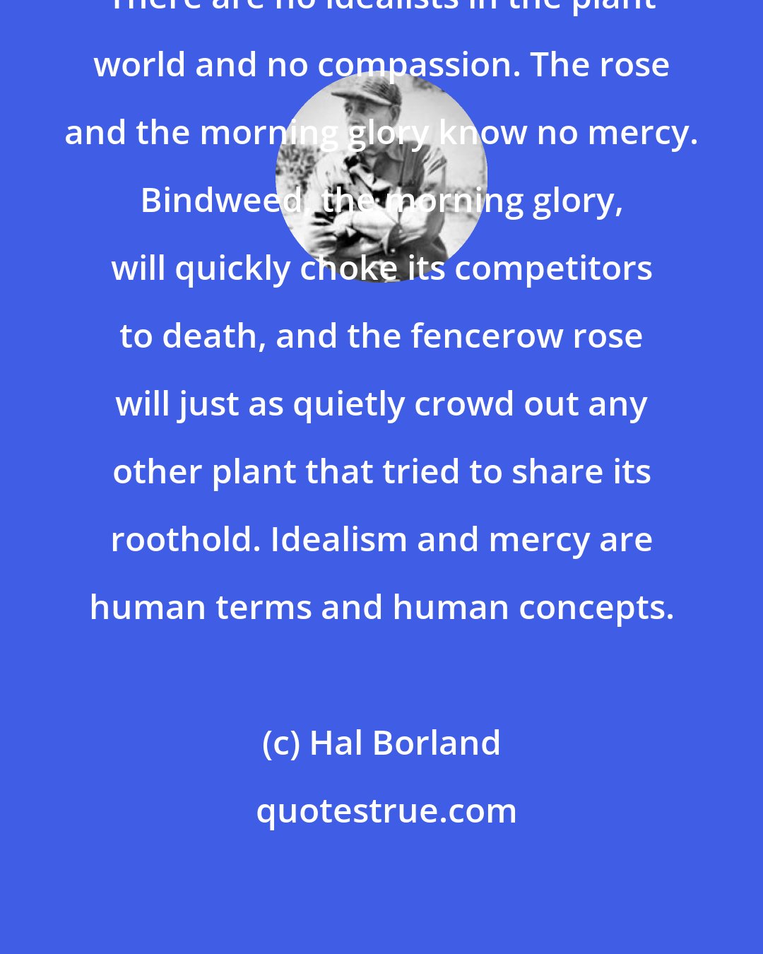 Hal Borland: There are no idealists in the plant world and no compassion. The rose and the morning glory know no mercy. Bindweed, the morning glory, will quickly choke its competitors to death, and the fencerow rose will just as quietly crowd out any other plant that tried to share its roothold. Idealism and mercy are human terms and human concepts.