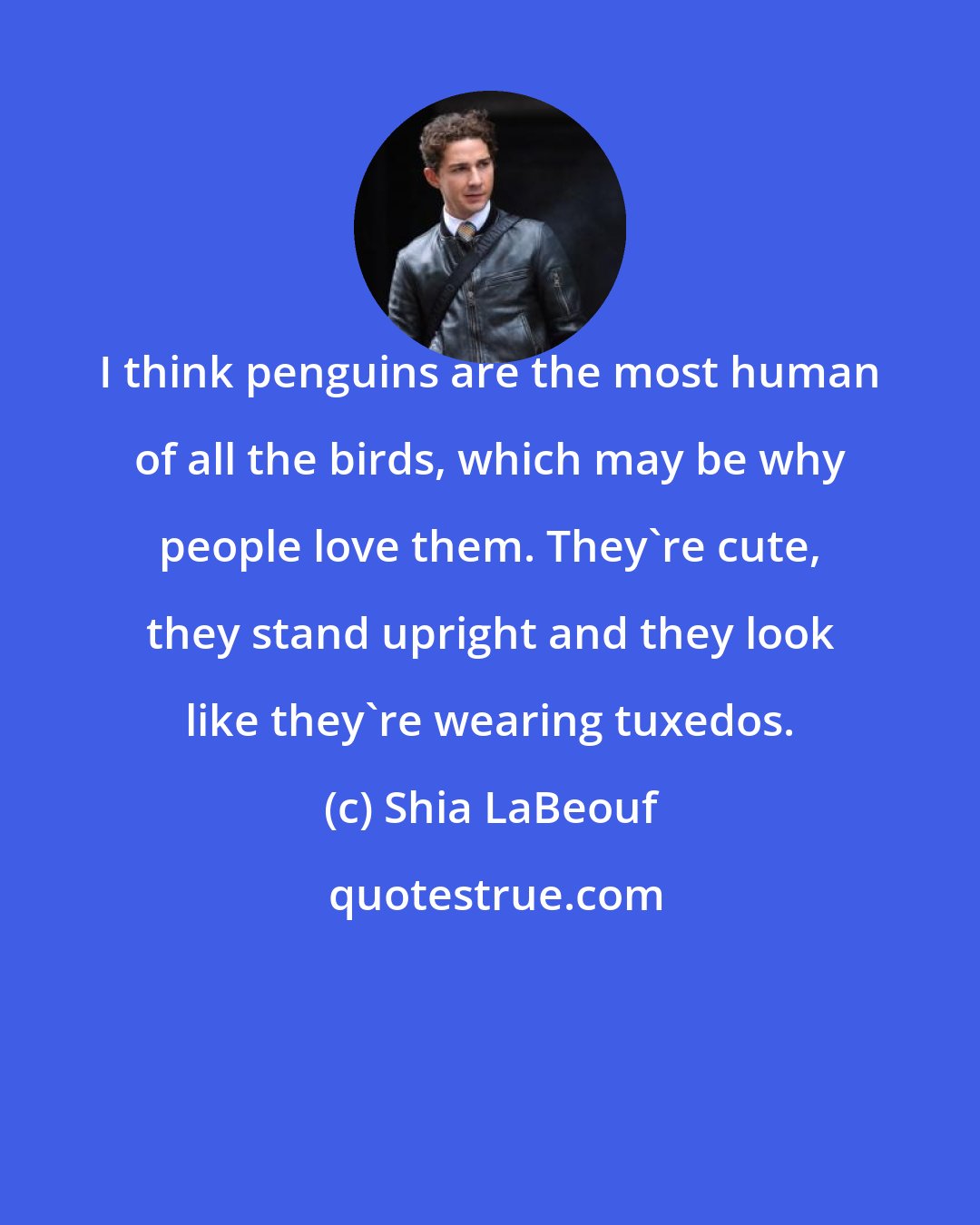 Shia LaBeouf: I think penguins are the most human of all the birds, which may be why people love them. They're cute, they stand upright and they look like they're wearing tuxedos.