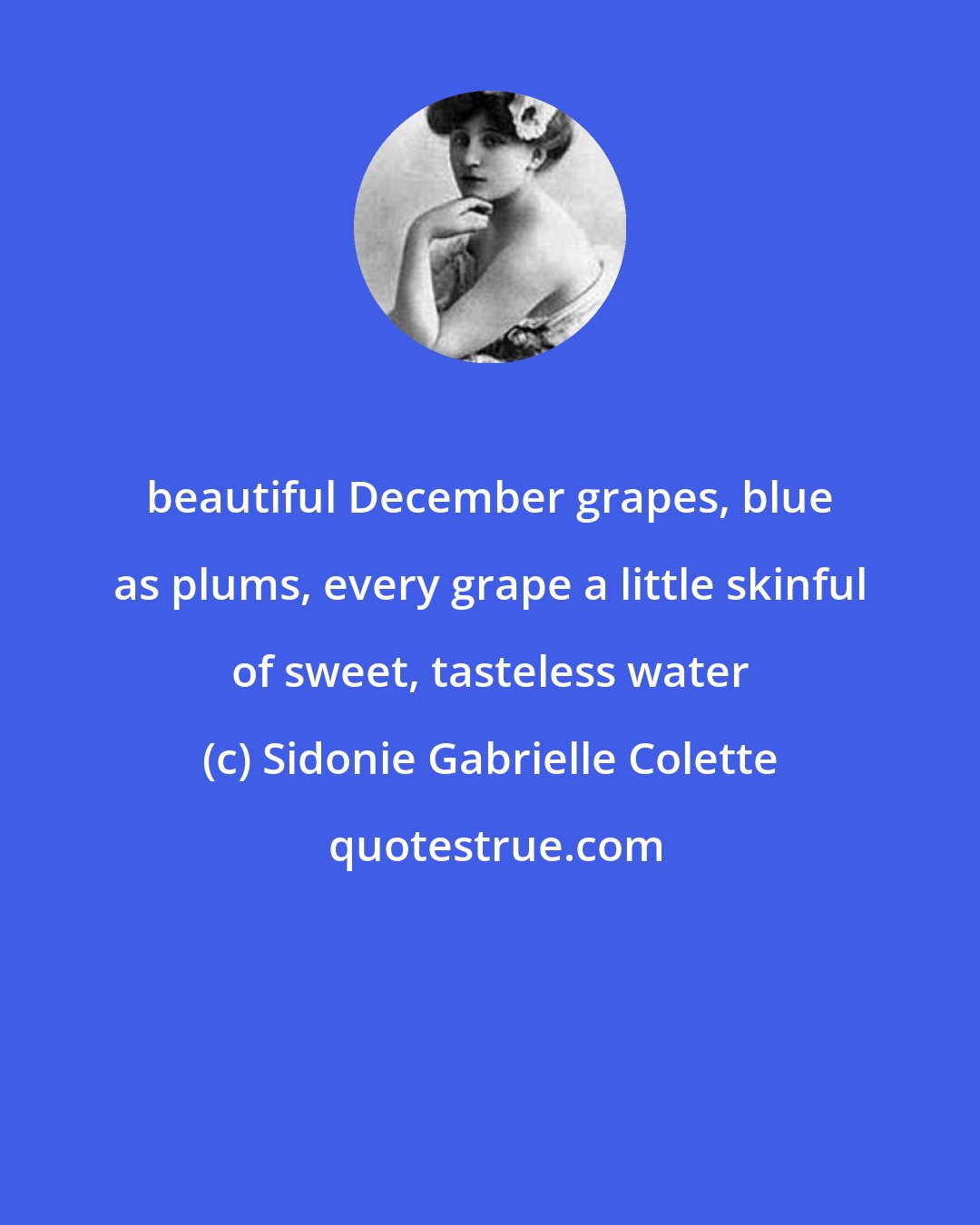 Sidonie Gabrielle Colette: beautiful December grapes, blue as plums, every grape a little skinful of sweet, tasteless water