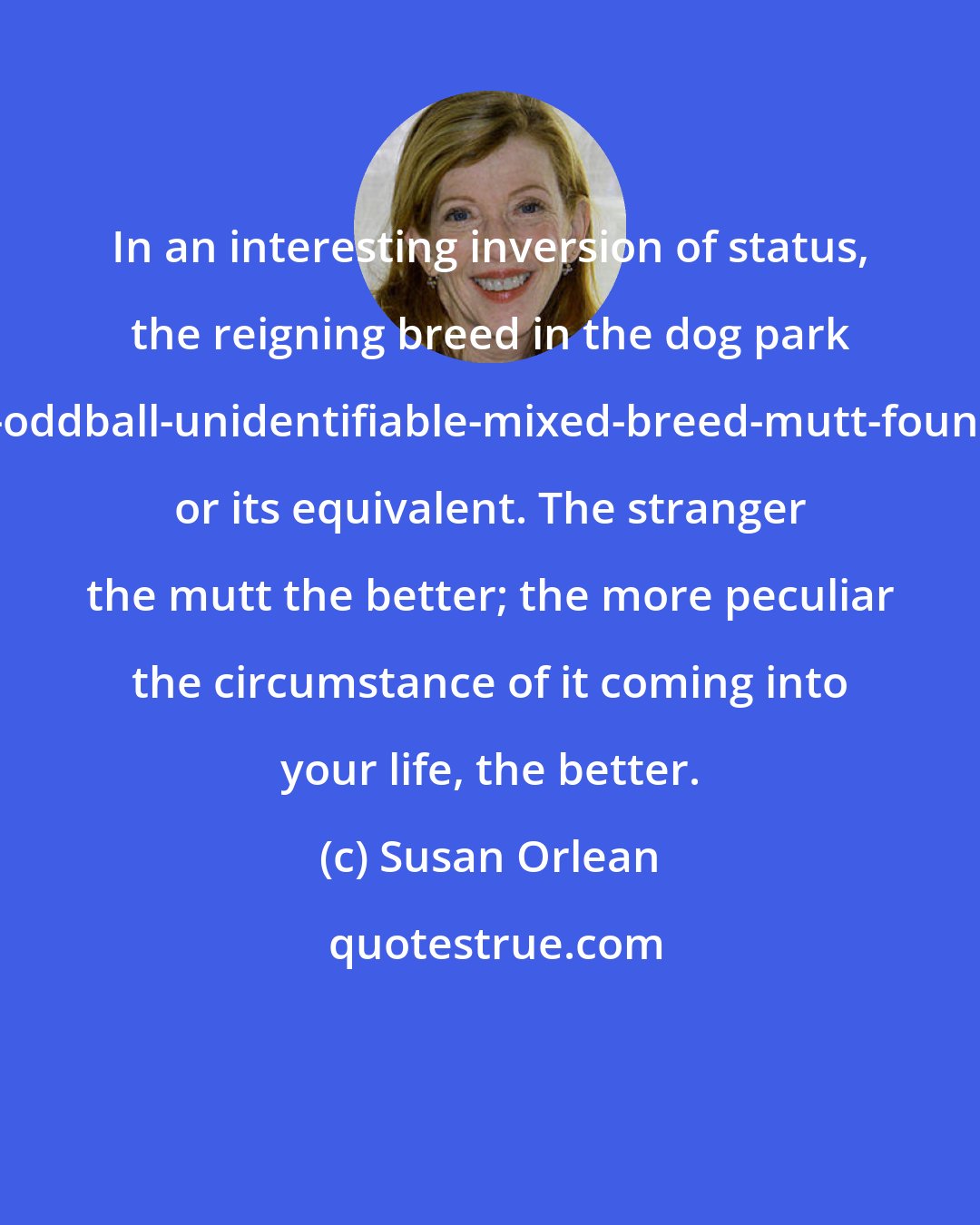 Susan Orlean: In an interesting inversion of status, the reigning breed in the dog park these days is the really-oddball-unidentifiable-mixed-breed-mutt-found-wandering-the-street or its equivalent. The stranger the mutt the better; the more peculiar the circumstance of it coming into your life, the better.