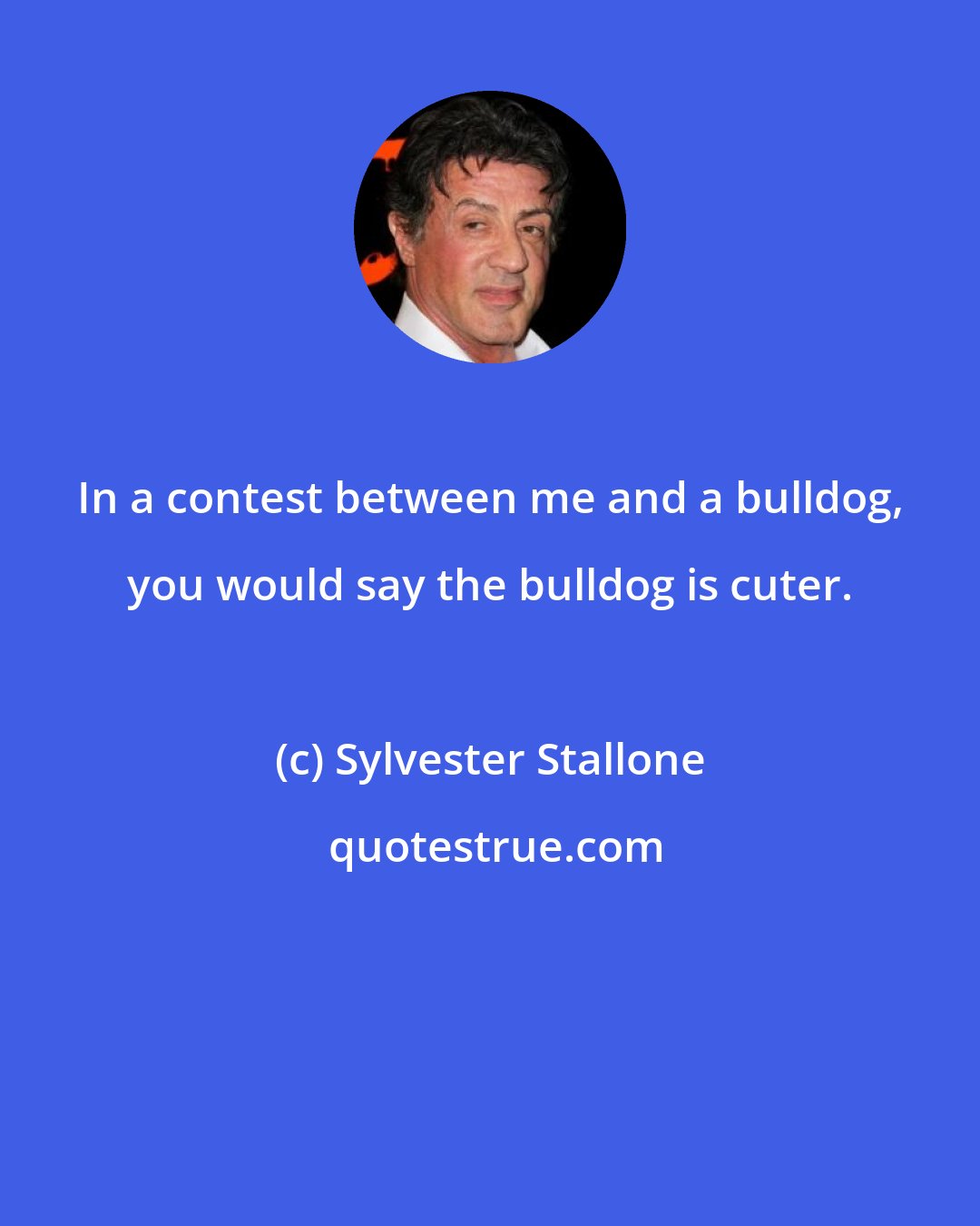 Sylvester Stallone: In a contest between me and a bulldog, you would say the bulldog is cuter.