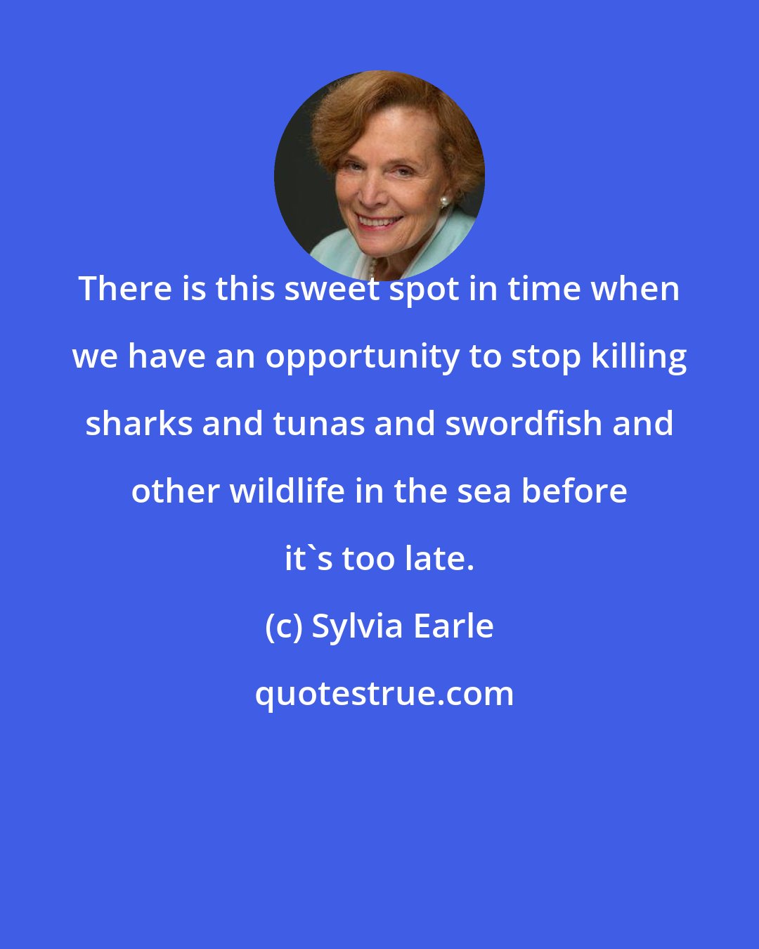 Sylvia Earle: There is this sweet spot in time when we have an opportunity to stop killing sharks and tunas and swordfish and other wildlife in the sea before it's too late.