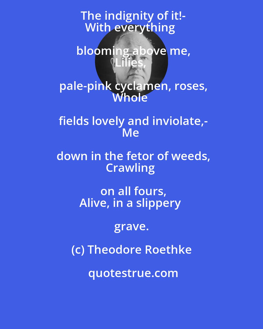 Theodore Roethke: The indignity of it!-
With everything blooming above me,
Lilies, pale-pink cyclamen, roses,
Whole fields lovely and inviolate,-
Me down in the fetor of weeds,
Crawling on all fours,
Alive, in a slippery grave.