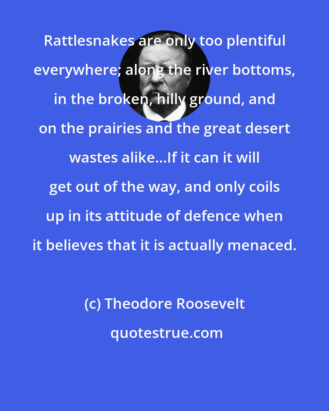 Theodore Roosevelt: Rattlesnakes are only too plentiful everywhere; along the river bottoms, in the broken, hilly ground, and on the prairies and the great desert wastes alike...If it can it will get out of the way, and only coils up in its attitude of defence when it believes that it is actually menaced.