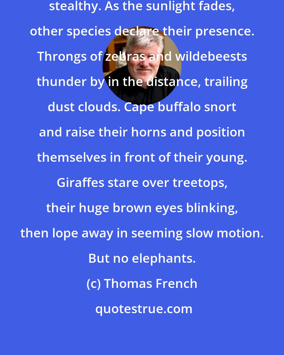 Thomas French: Elephants, it turns out, are surprisingly stealthy. As the sunlight fades, other species declare their presence. Throngs of zebras and wildebeests thunder by in the distance, trailing dust clouds. Cape buffalo snort and raise their horns and position themselves in front of their young. Giraffes stare over treetops, their huge brown eyes blinking, then lope away in seeming slow motion. But no elephants.