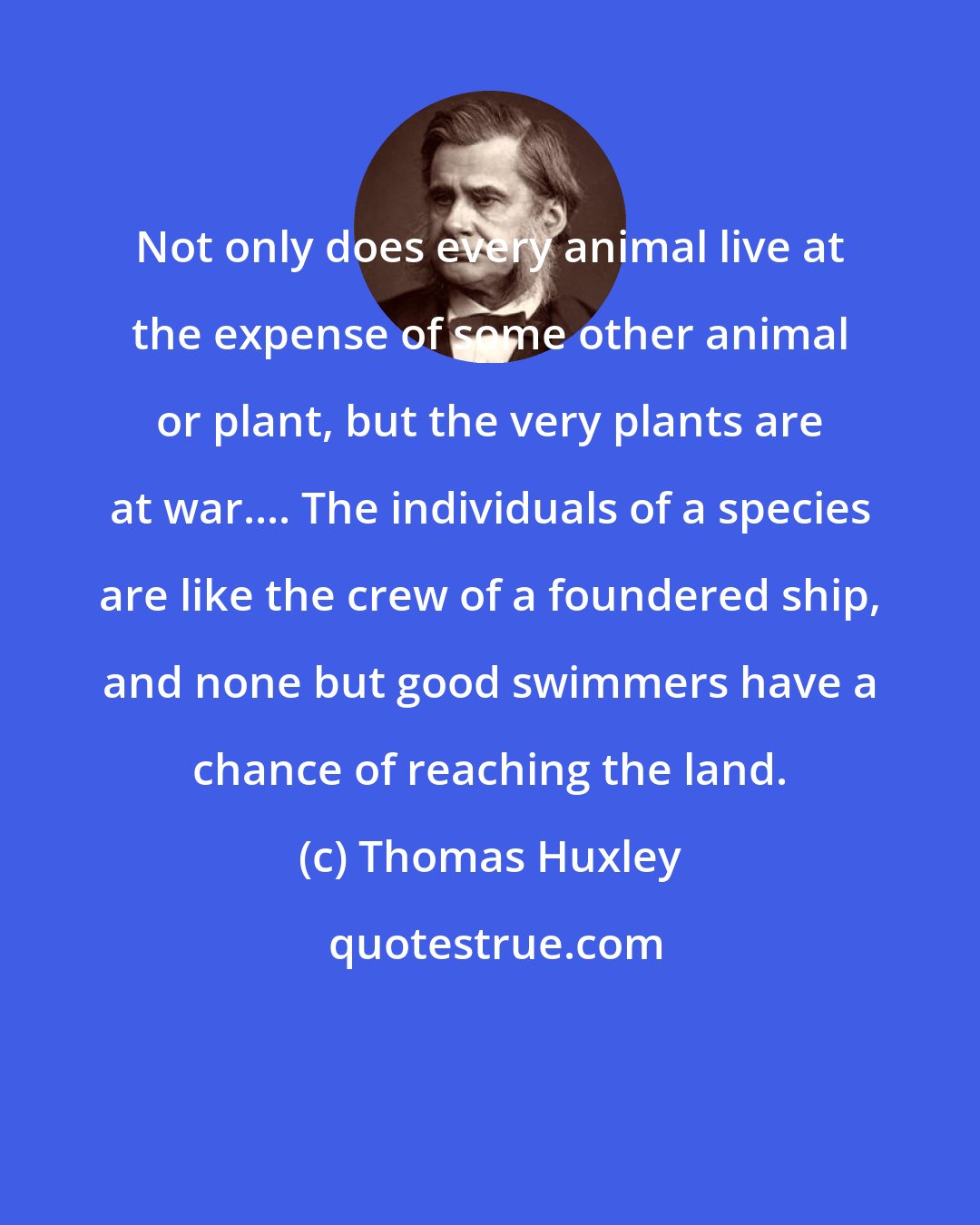 Thomas Huxley: Not only does every animal live at the expense of some other animal or plant, but the very plants are at war.... The individuals of a species are like the crew of a foundered ship, and none but good swimmers have a chance of reaching the land.