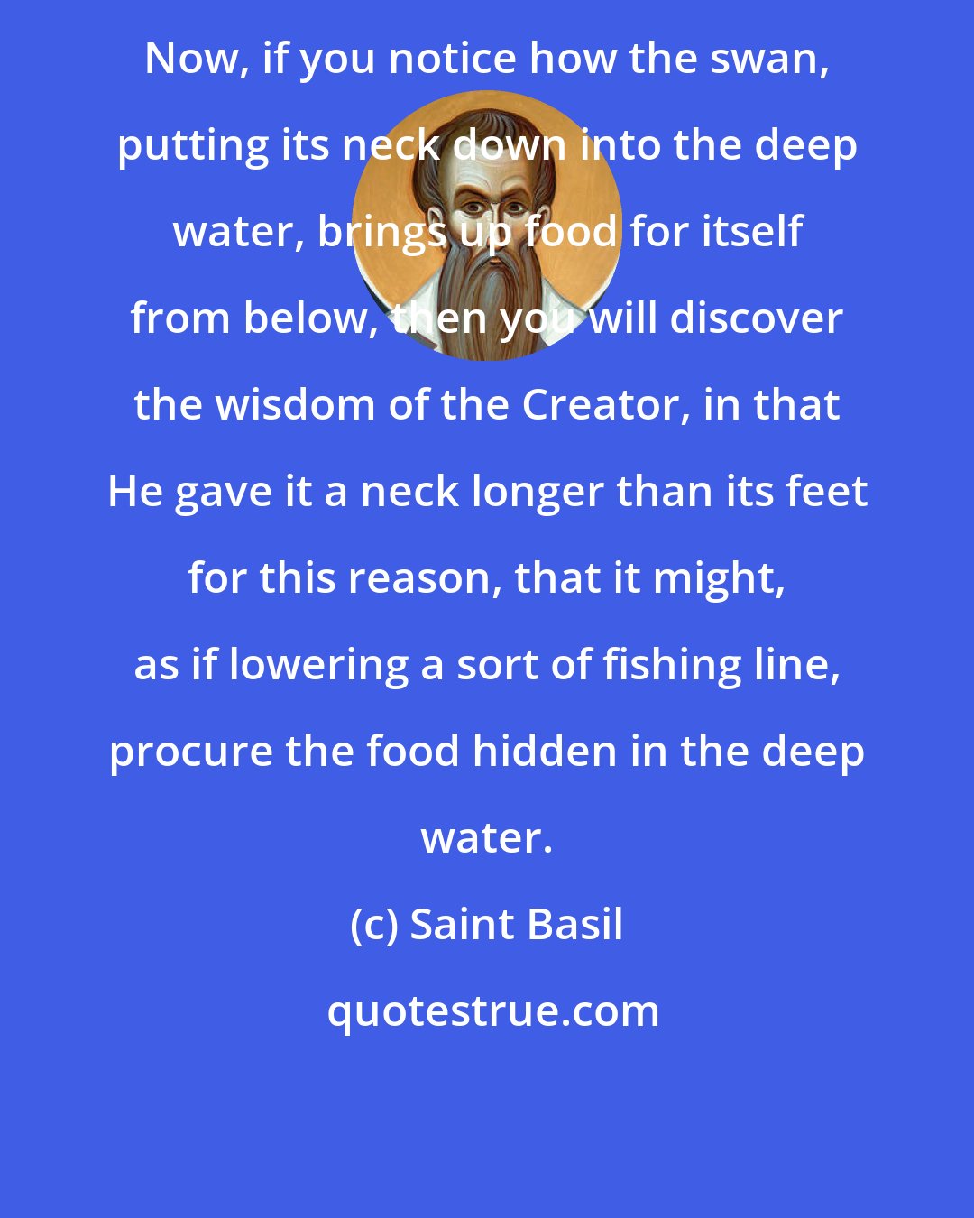 Saint Basil: Now, if you notice how the swan, putting its neck down into the deep water, brings up food for itself from below, then you will discover the wisdom of the Creator, in that He gave it a neck longer than its feet for this reason, that it might, as if lowering a sort of fishing line, procure the food hidden in the deep water.