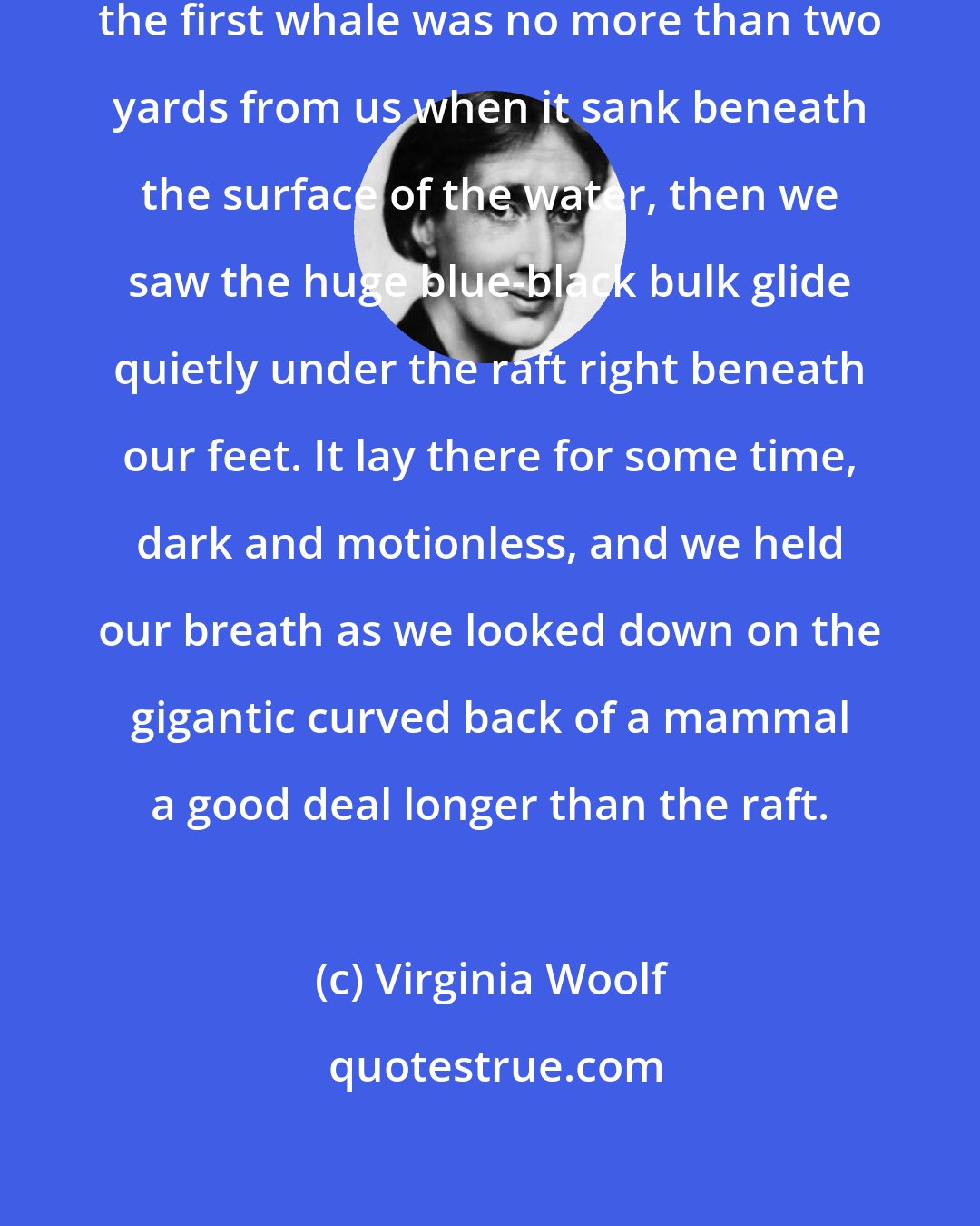 Virginia Woolf: The large shiny black forehead of the first whale was no more than two yards from us when it sank beneath the surface of the water, then we saw the huge blue-black bulk glide quietly under the raft right beneath our feet. It lay there for some time, dark and motionless, and we held our breath as we looked down on the gigantic curved back of a mammal a good deal longer than the raft.