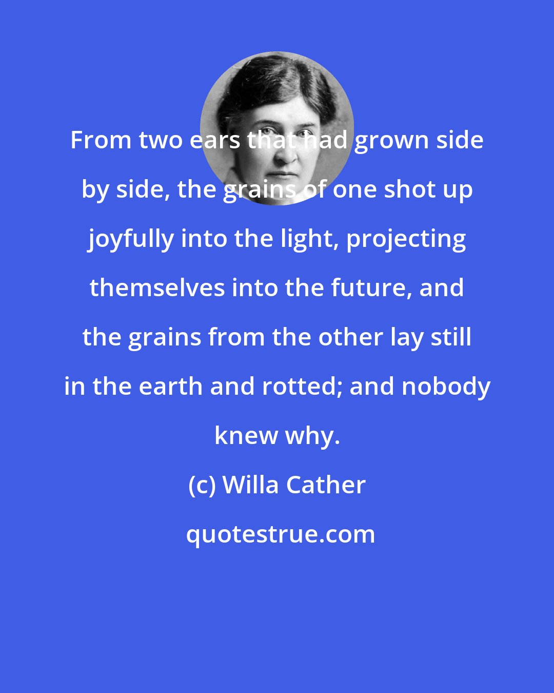 Willa Cather: From two ears that had grown side by side, the grains of one shot up joyfully into the light, projecting themselves into the future, and the grains from the other lay still in the earth and rotted; and nobody knew why.