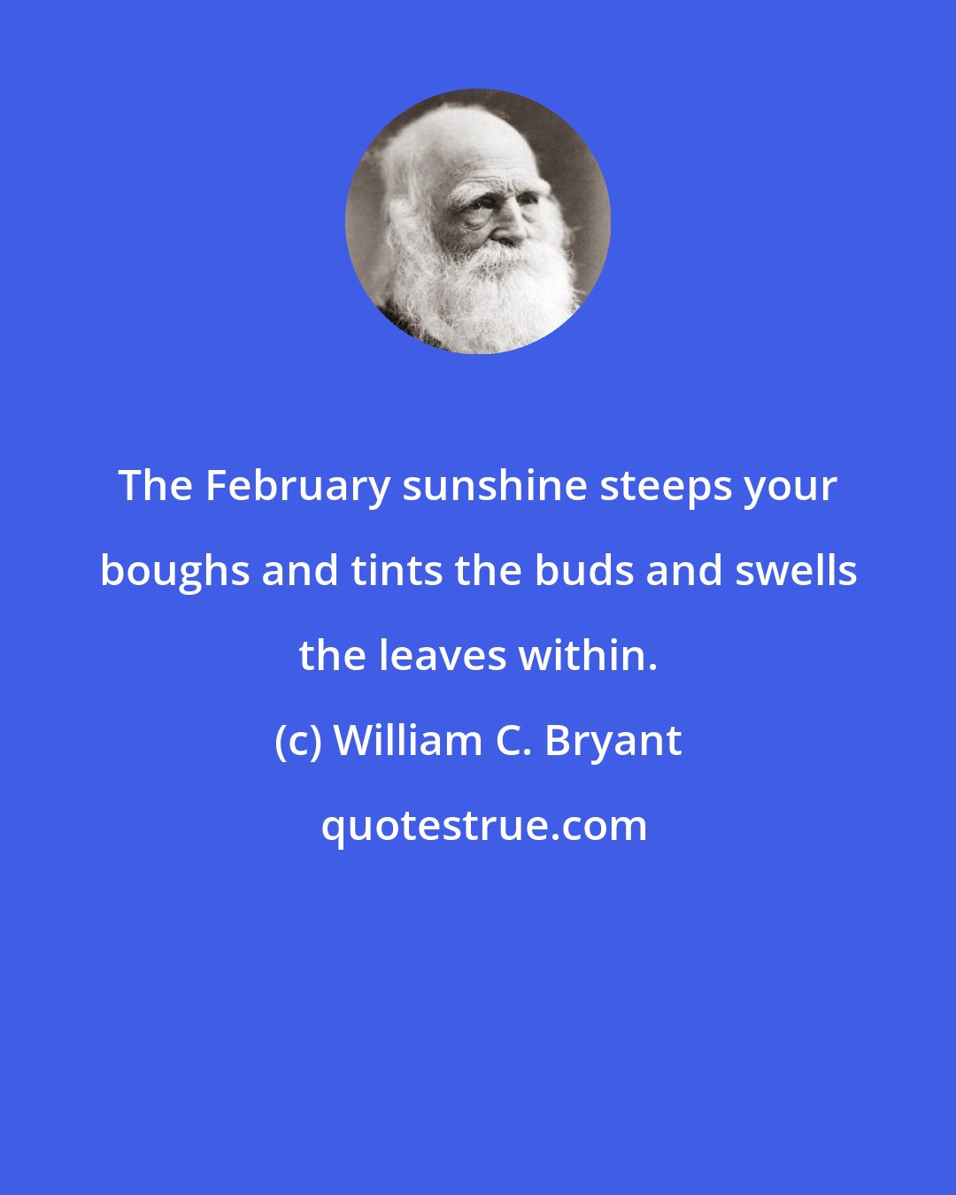 William C. Bryant: The February sunshine steeps your boughs and tints the buds and swells the leaves within.