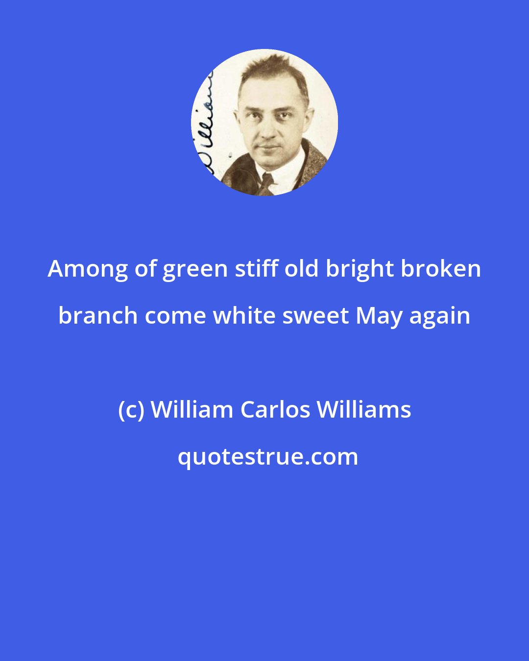 William Carlos Williams: Among of green stiff old bright broken branch come white sweet May again