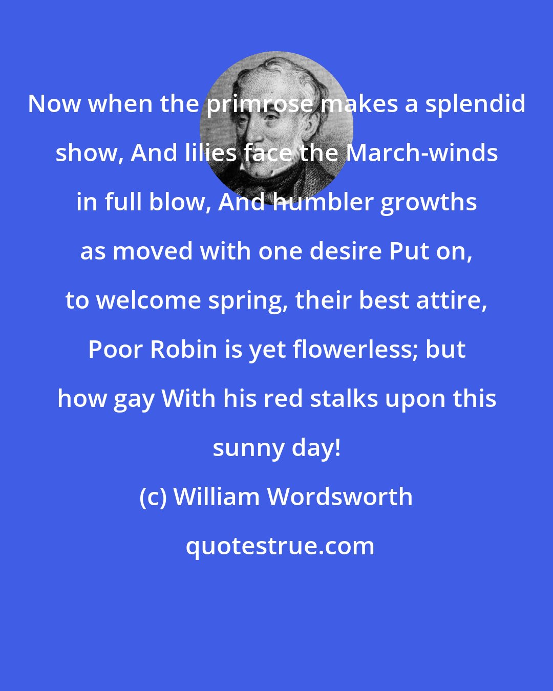 William Wordsworth: Now when the primrose makes a splendid show, And lilies face the March-winds in full blow, And humbler growths as moved with one desire Put on, to welcome spring, their best attire, Poor Robin is yet flowerless; but how gay With his red stalks upon this sunny day!