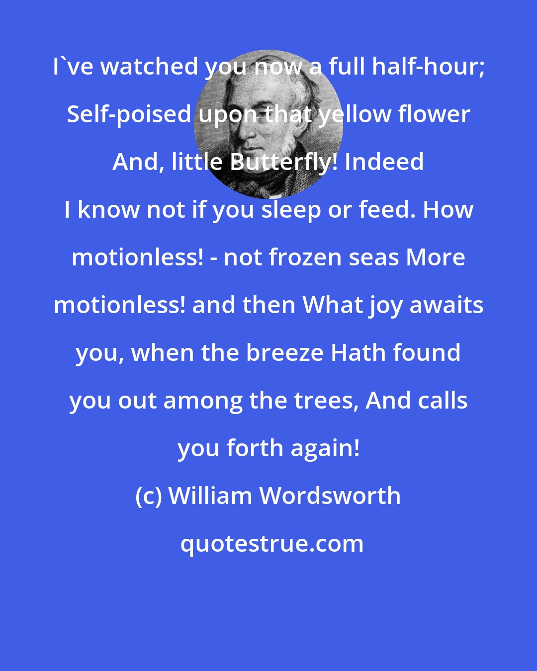 William Wordsworth: I've watched you now a full half-hour; Self-poised upon that yellow flower And, little Butterfly! Indeed I know not if you sleep or feed. How motionless! - not frozen seas More motionless! and then What joy awaits you, when the breeze Hath found you out among the trees, And calls you forth again!