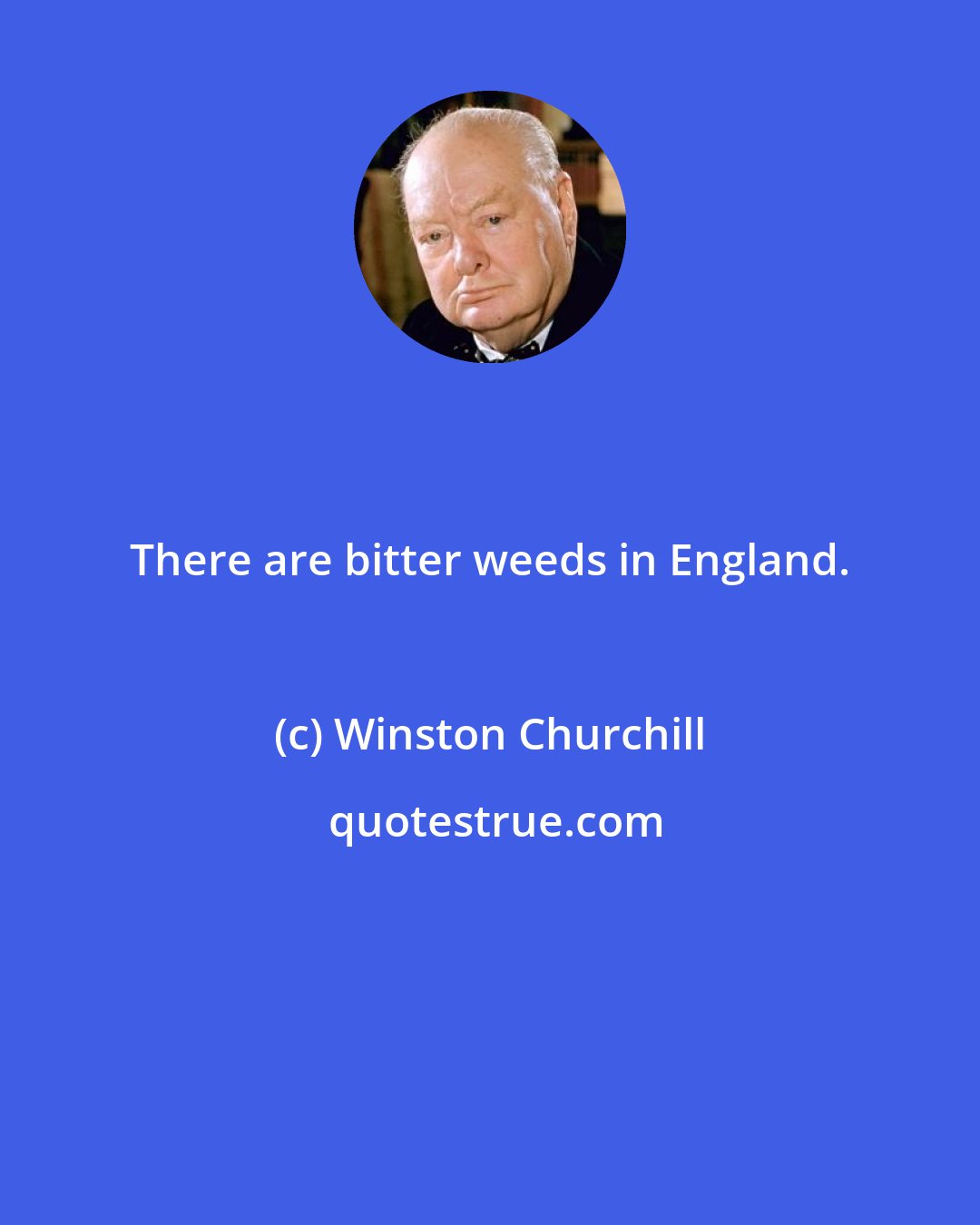 Winston Churchill: There are bitter weeds in England.