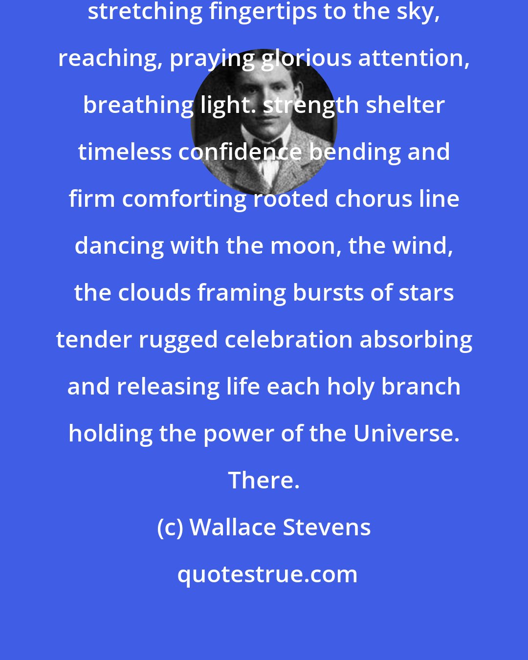 Wallace Stevens: Trees Trees, proud standing people stretching fingertips to the sky, reaching, praying glorious attention, breathing light. strength shelter timeless confidence bending and firm comforting rooted chorus line dancing with the moon, the wind, the clouds framing bursts of stars tender rugged celebration absorbing and releasing life each holy branch holding the power of the Universe. There.