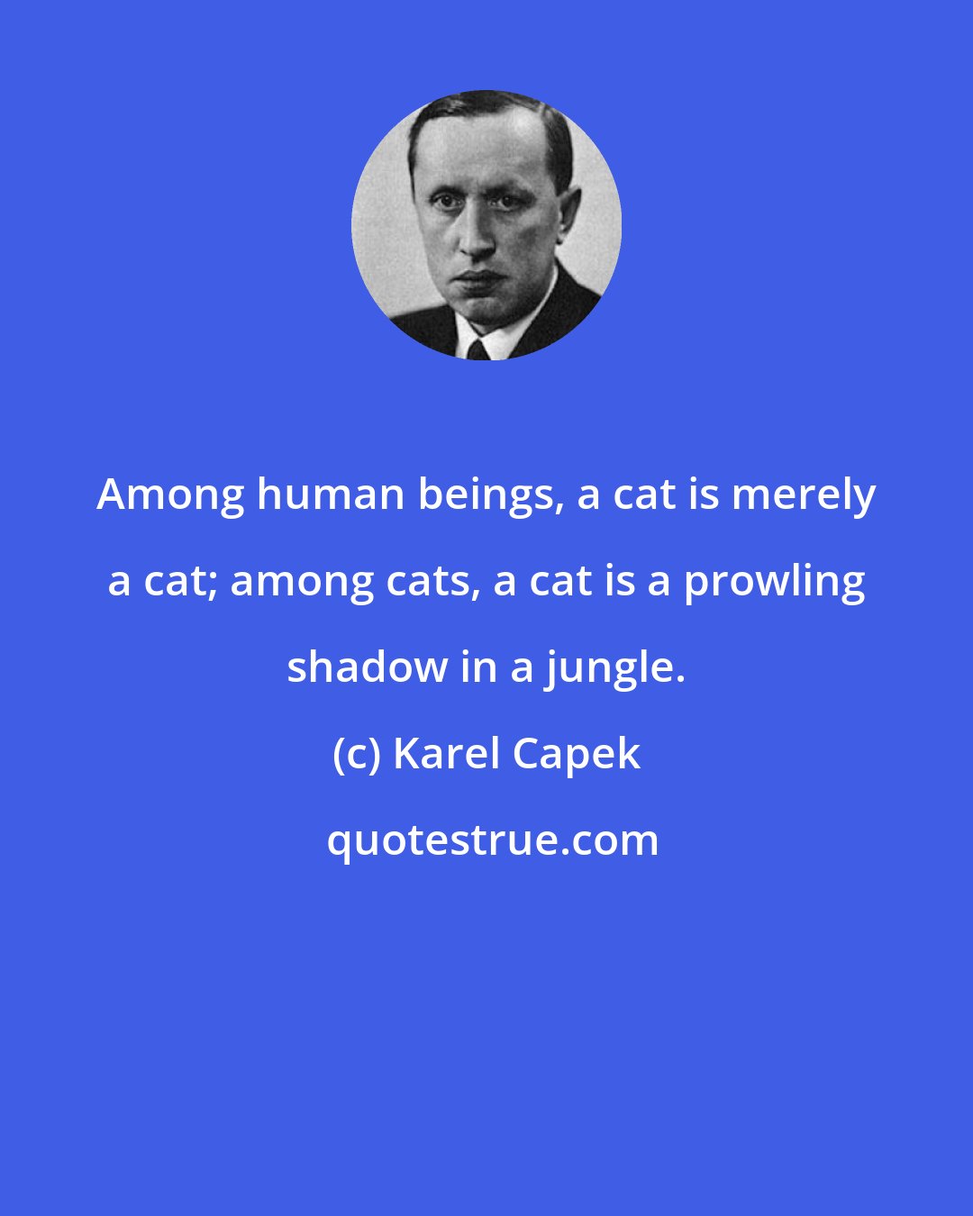 Karel Capek: Among human beings, a cat is merely a cat; among cats, a cat is a prowling shadow in a jungle.