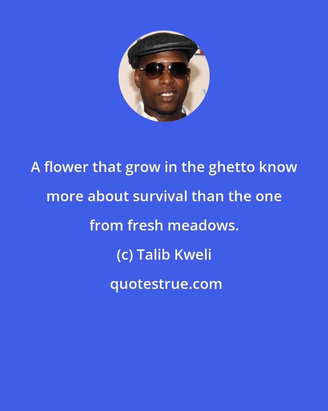 Talib Kweli: A flower that grow in the ghetto know more about survival than the one from fresh meadows.