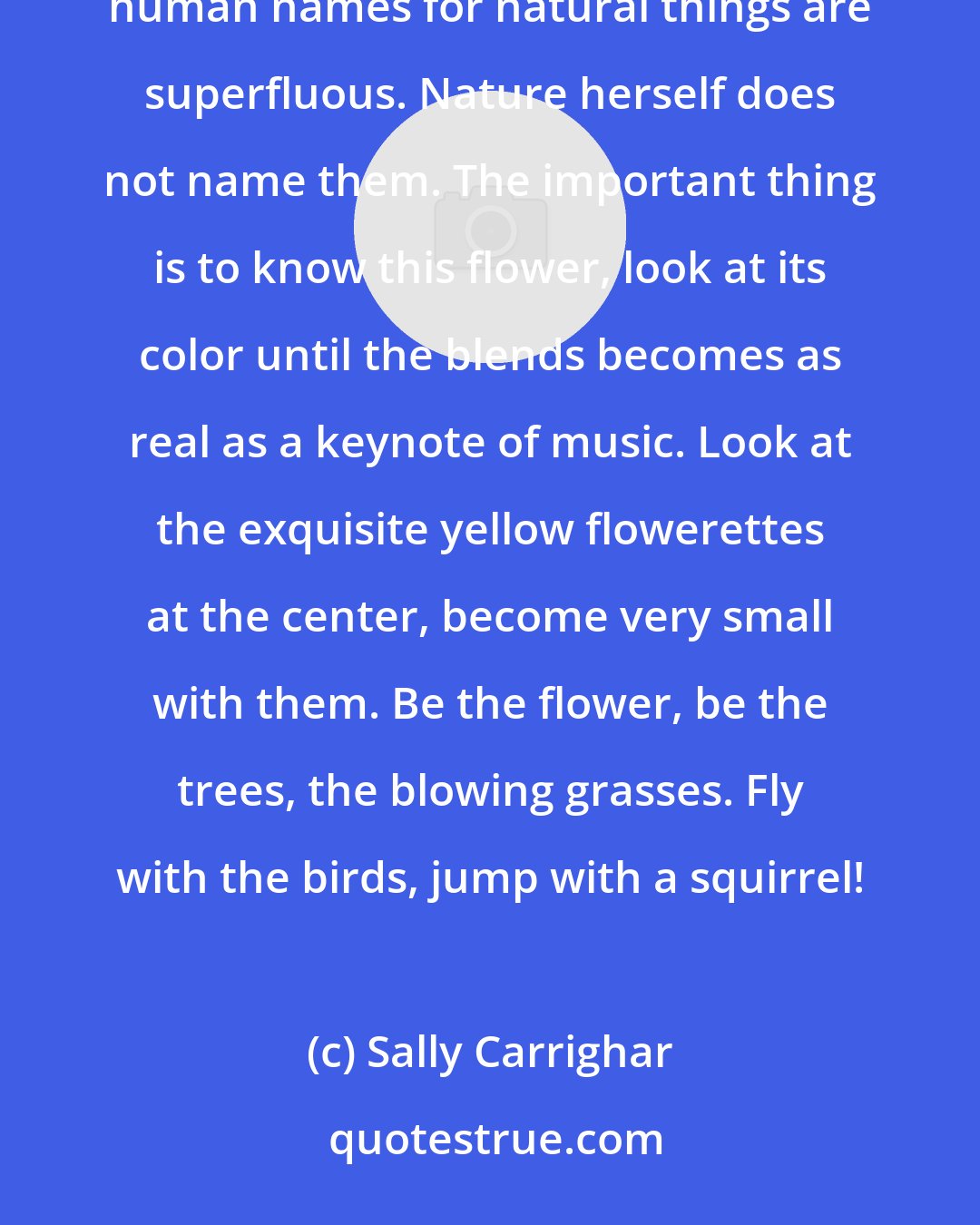 Sally Carrighar: I held a blue flower in my hand, probably a wild aster, wondering what its name was, and then thought that human names for natural things are superfluous. Nature herself does not name them. The important thing is to know this flower, look at its color until the blends becomes as real as a keynote of music. Look at the exquisite yellow flowerettes at the center, become very small with them. Be the flower, be the trees, the blowing grasses. Fly with the birds, jump with a squirrel!