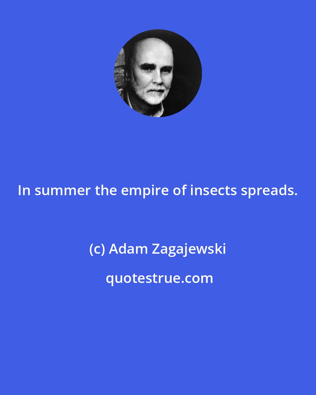Adam Zagajewski: In summer the empire of insects spreads.
