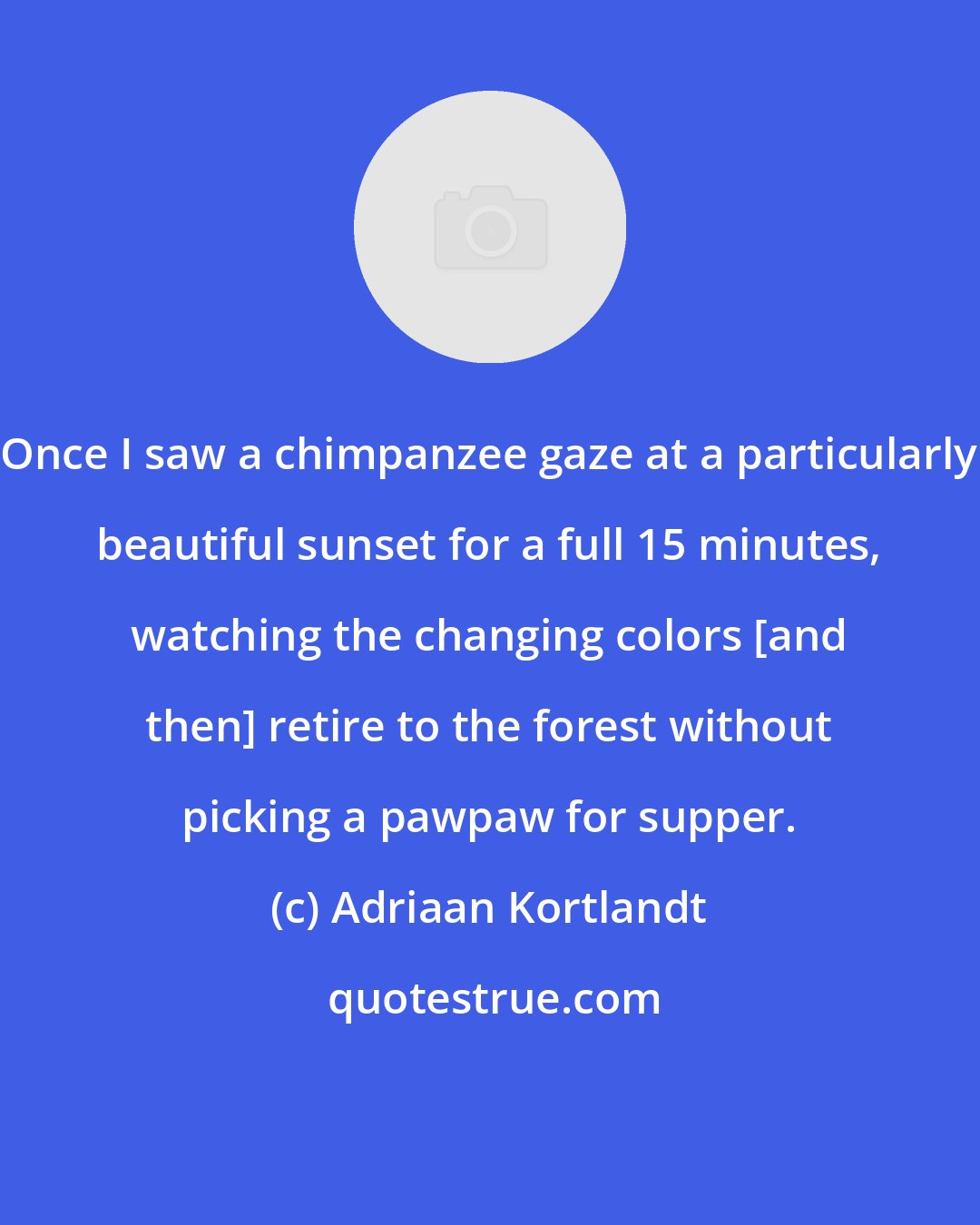 Adriaan Kortlandt: Once I saw a chimpanzee gaze at a particularly beautiful sunset for a full 15 minutes, watching the changing colors [and then] retire to the forest without picking a pawpaw for supper.