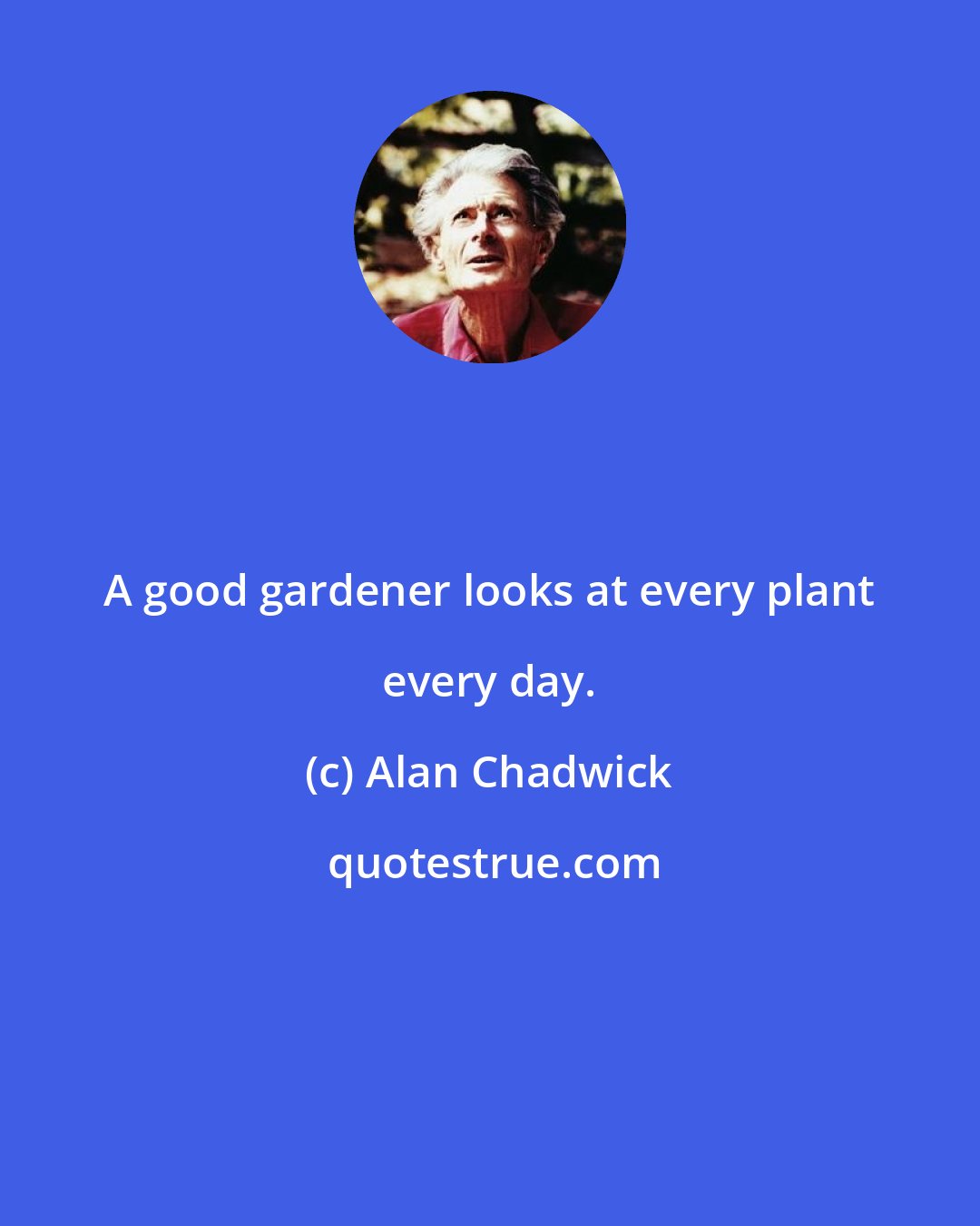 Alan Chadwick: A good gardener looks at every plant every day.