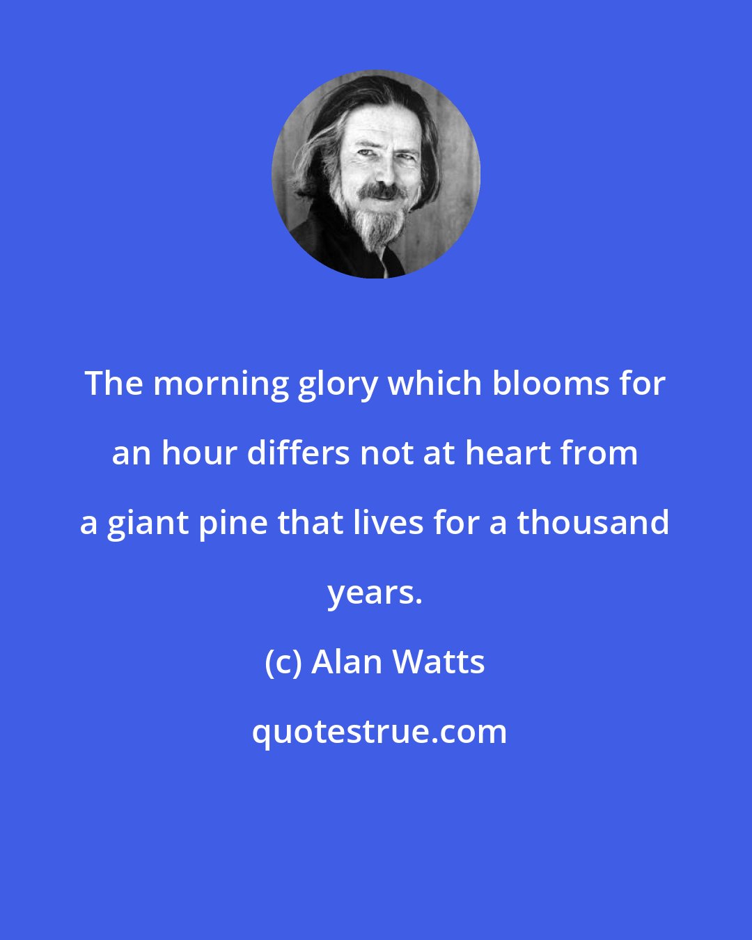 Alan Watts: The morning glory which blooms for an hour differs not at heart from a giant pine that lives for a thousand years.