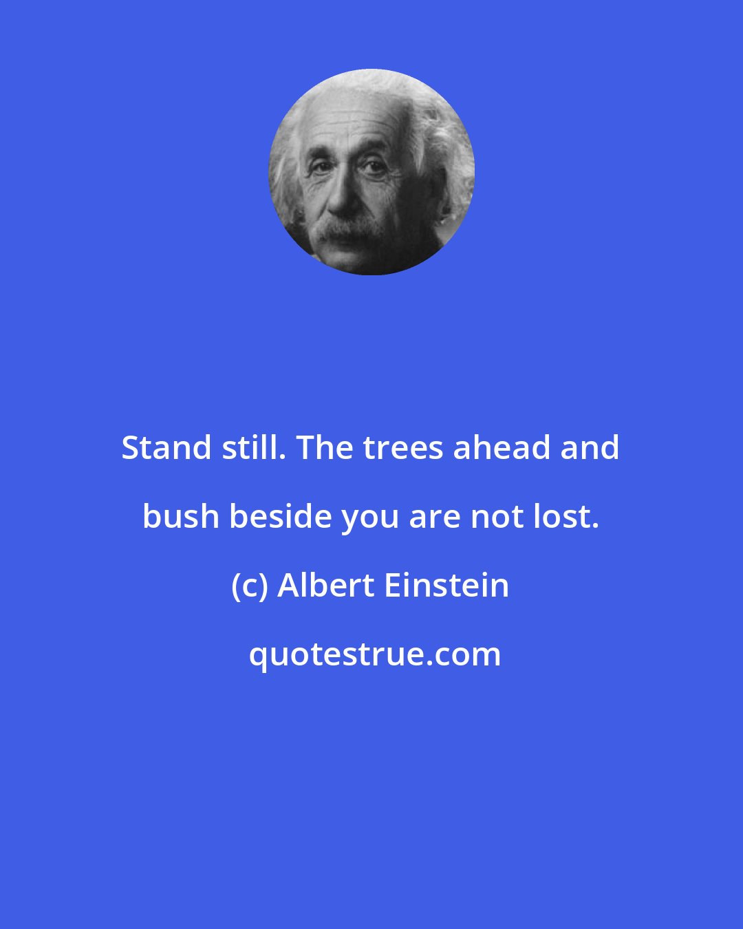 Albert Einstein: Stand still. The trees ahead and bush beside you are not lost.