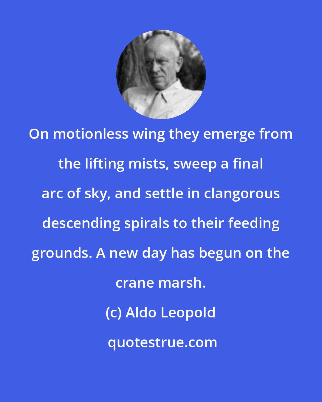 Aldo Leopold: On motionless wing they emerge from the lifting mists, sweep a final arc of sky, and settle in clangorous descending spirals to their feeding grounds. A new day has begun on the crane marsh.