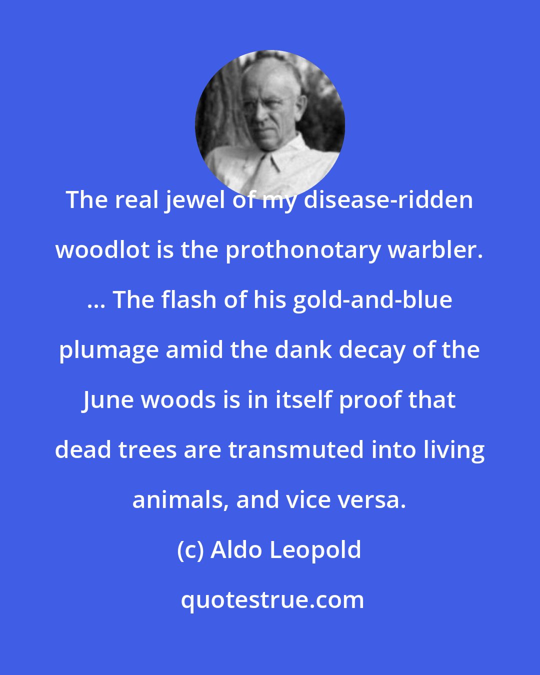 Aldo Leopold: The real jewel of my disease-ridden woodlot is the prothonotary warbler. ... The flash of his gold-and-blue plumage amid the dank decay of the June woods is in itself proof that dead trees are transmuted into living animals, and vice versa.