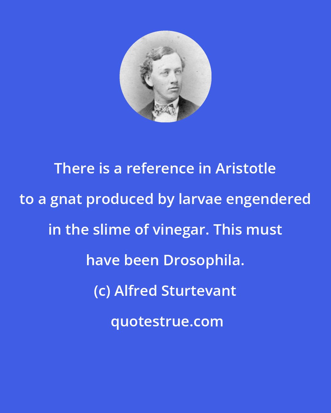 Alfred Sturtevant: There is a reference in Aristotle to a gnat produced by larvae engendered in the slime of vinegar. This must have been Drosophila.