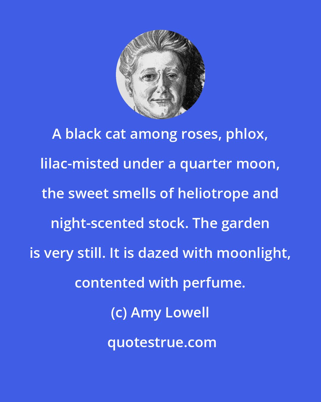 Amy Lowell: A black cat among roses, phlox, lilac-misted under a quarter moon, the sweet smells of heliotrope and night-scented stock. The garden is very still. It is dazed with moonlight, contented with perfume.